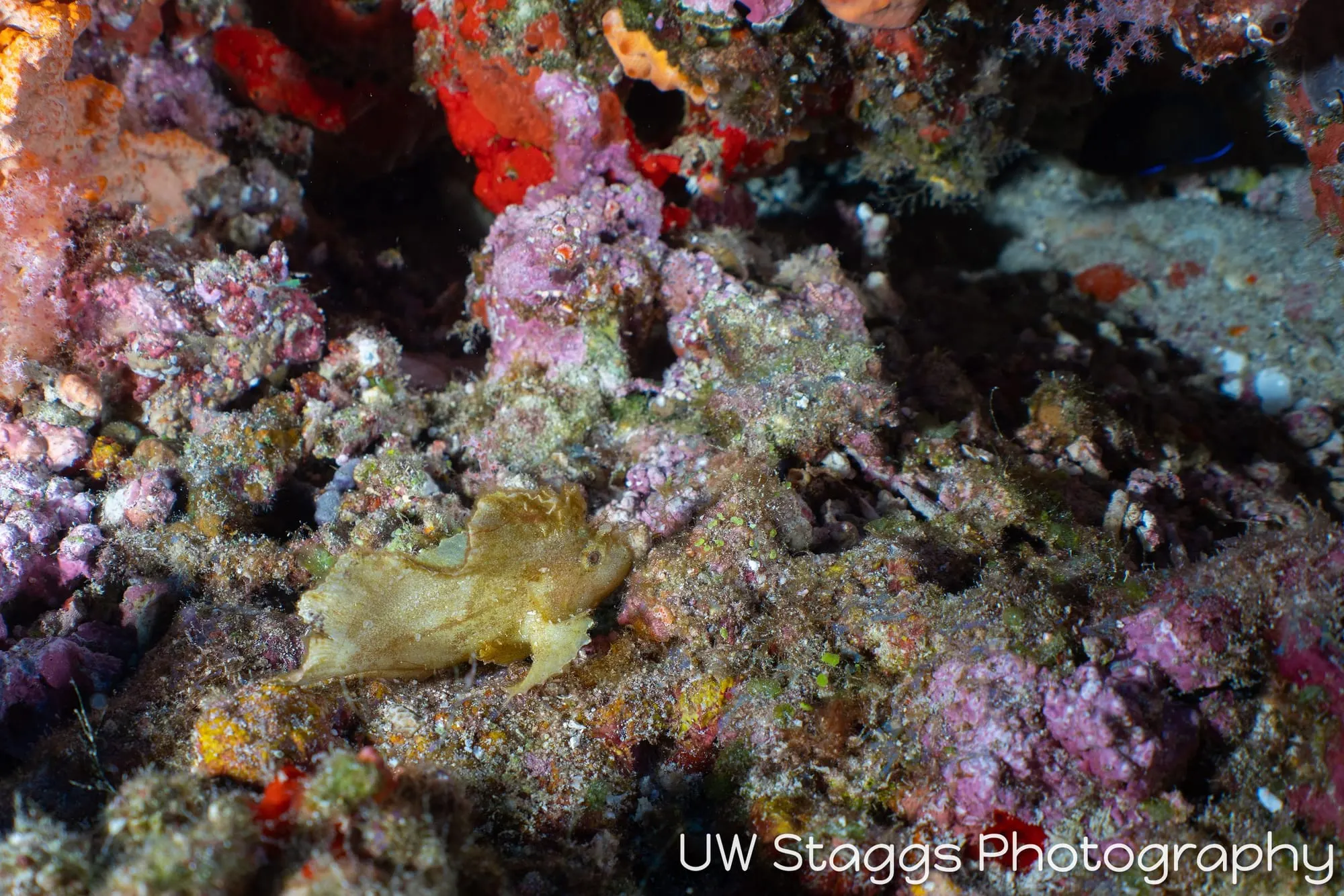 Reef Scene — Central Atolls, Maldives