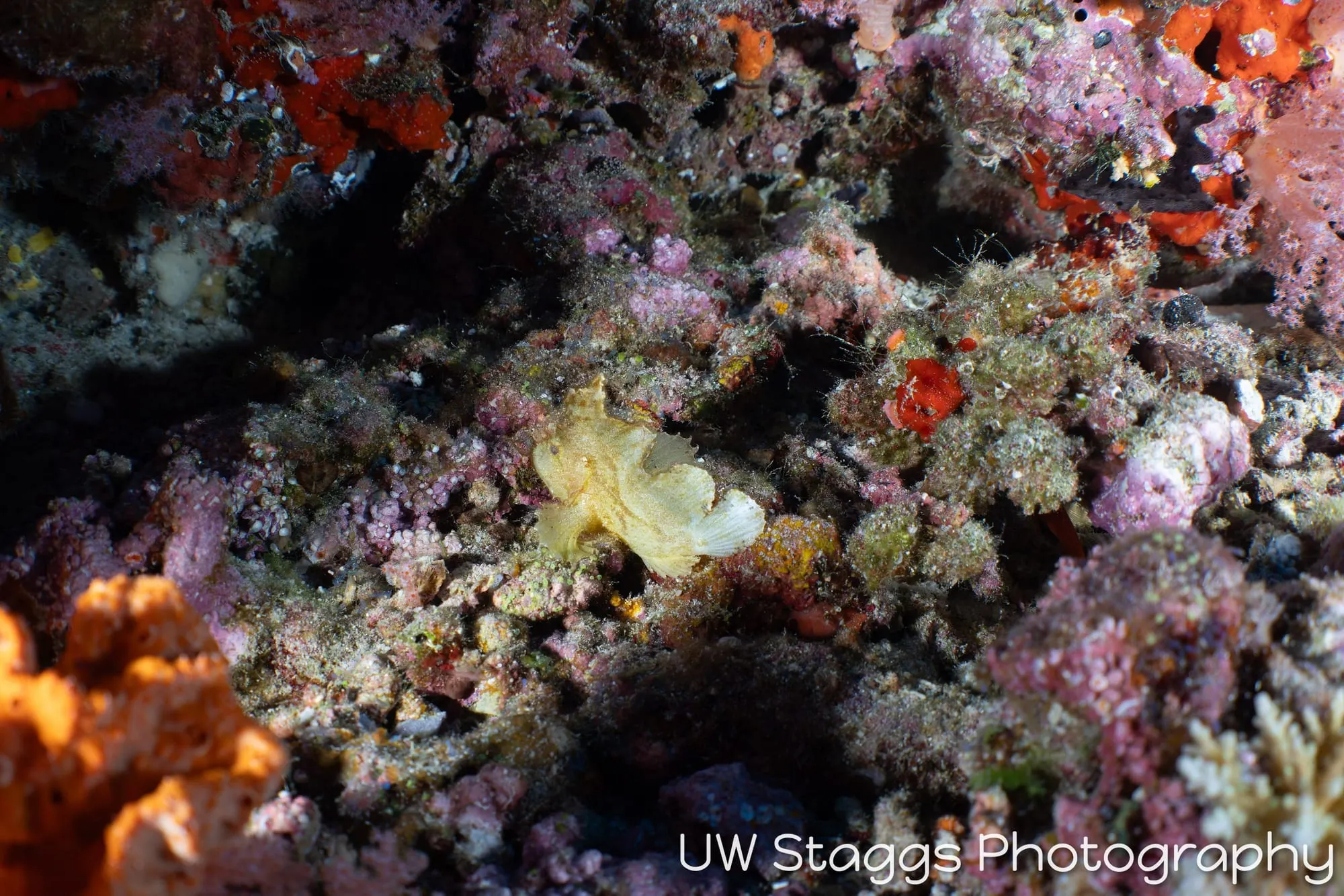 Reef Scene — Central Atolls, Maldives