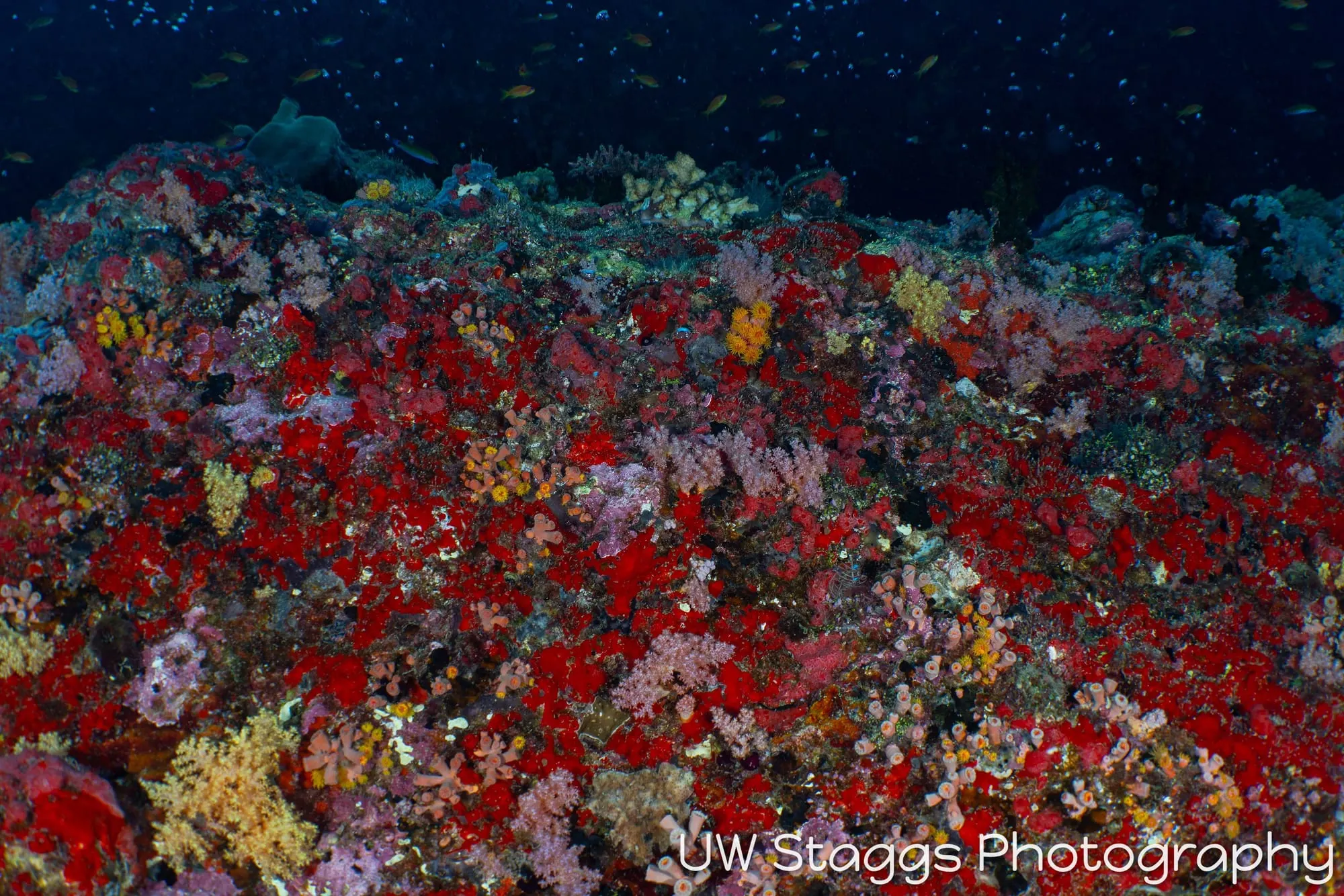 Reef Scene — Central Atolls, Maldives