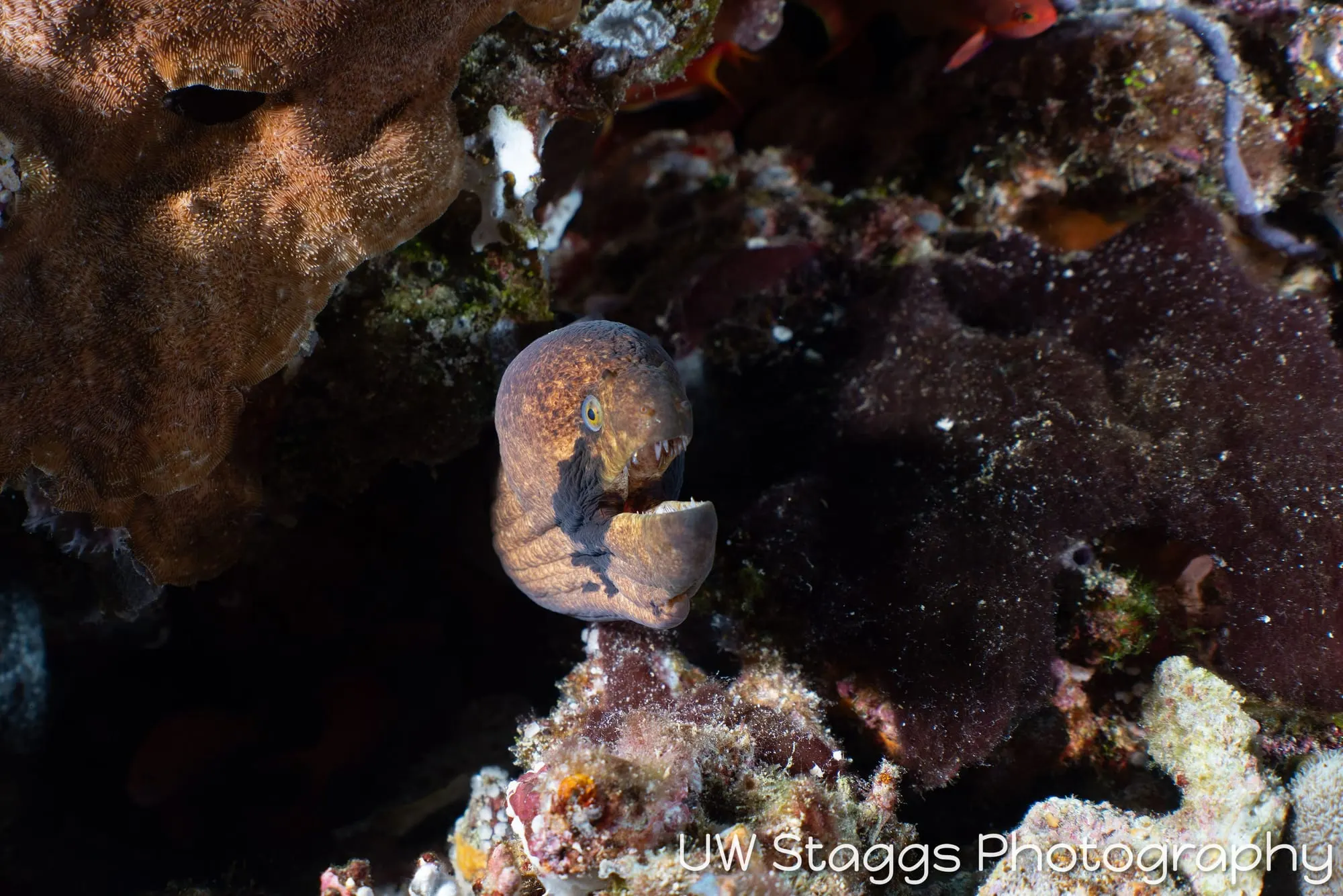 Reef Scene — Central Atolls, Maldives