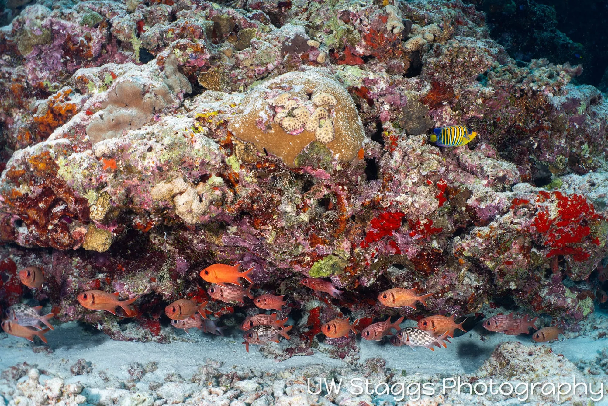 Reef Scene — Central Atolls, Maldives