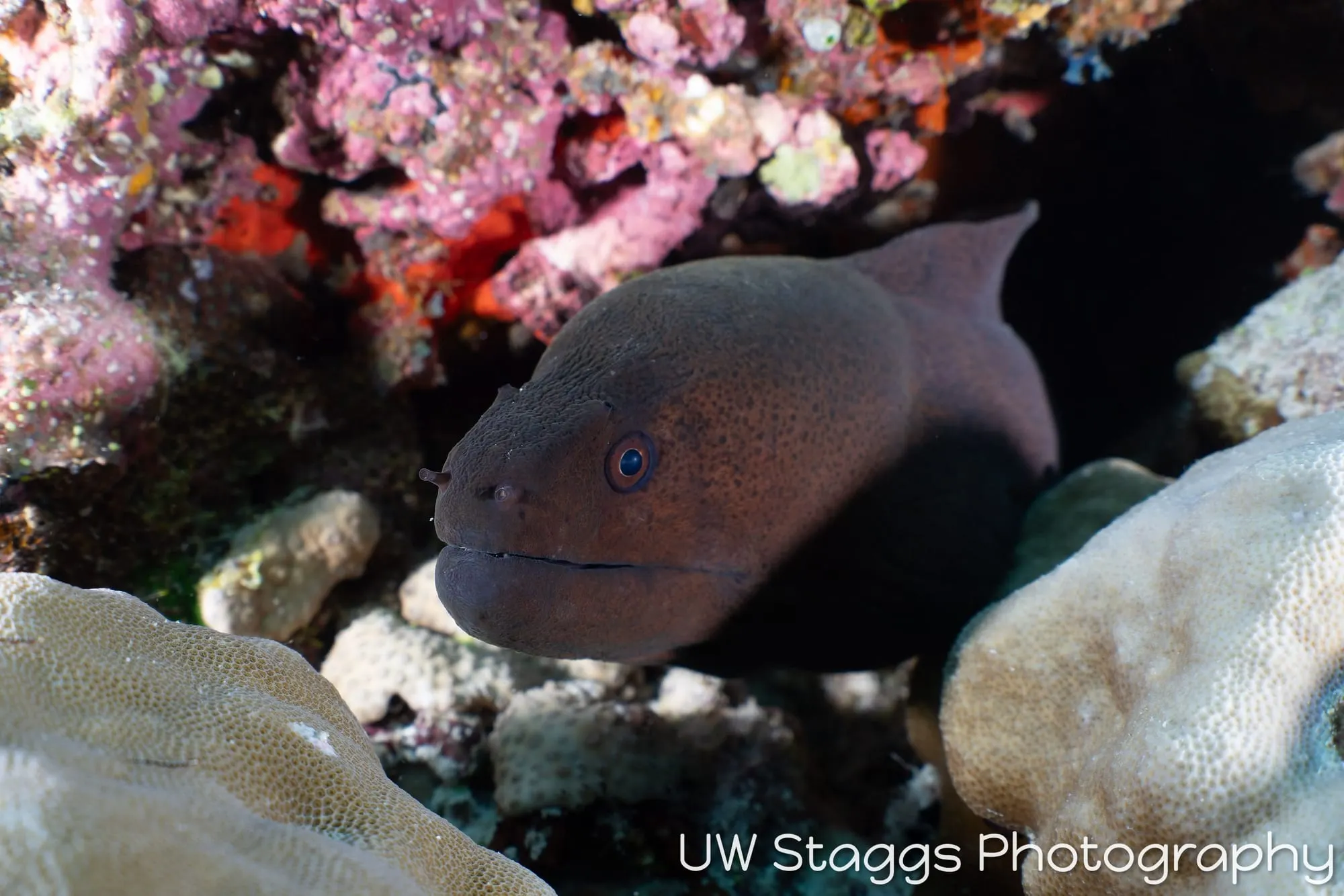 Reef Scene — Central Atolls, Maldives