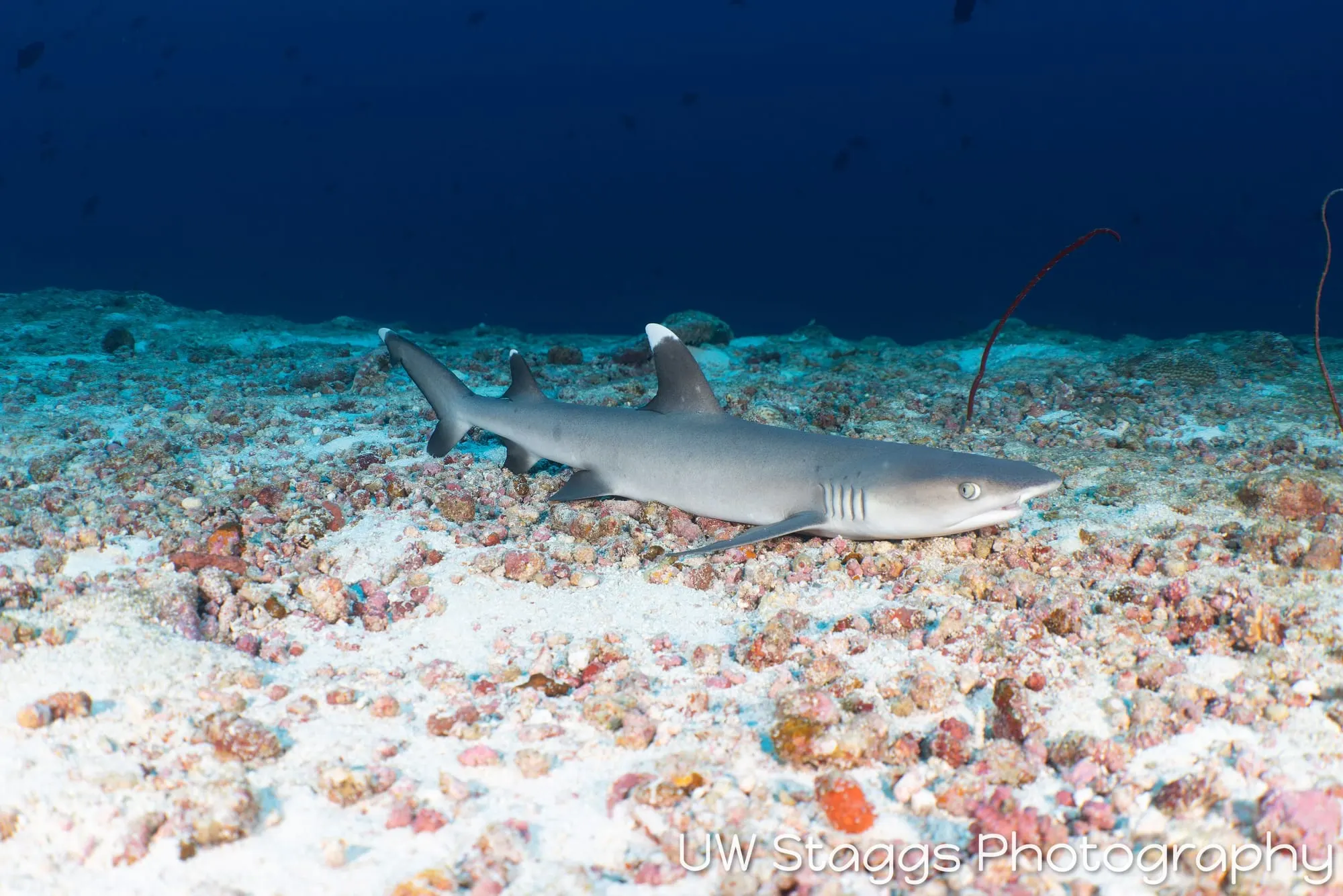 Reef Scene — Central Atolls, Maldives