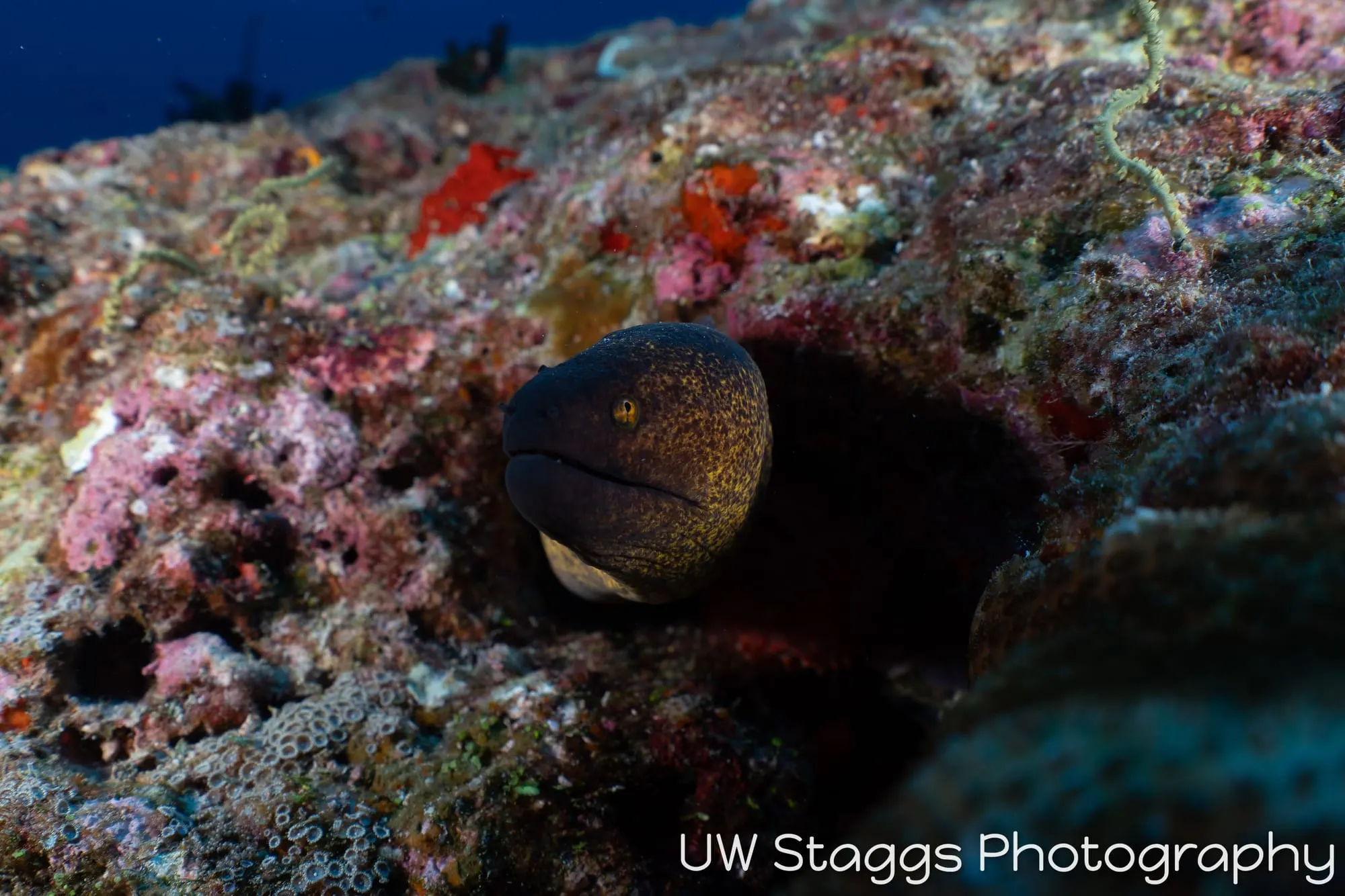 Reef Scene — Central Atolls, Maldives