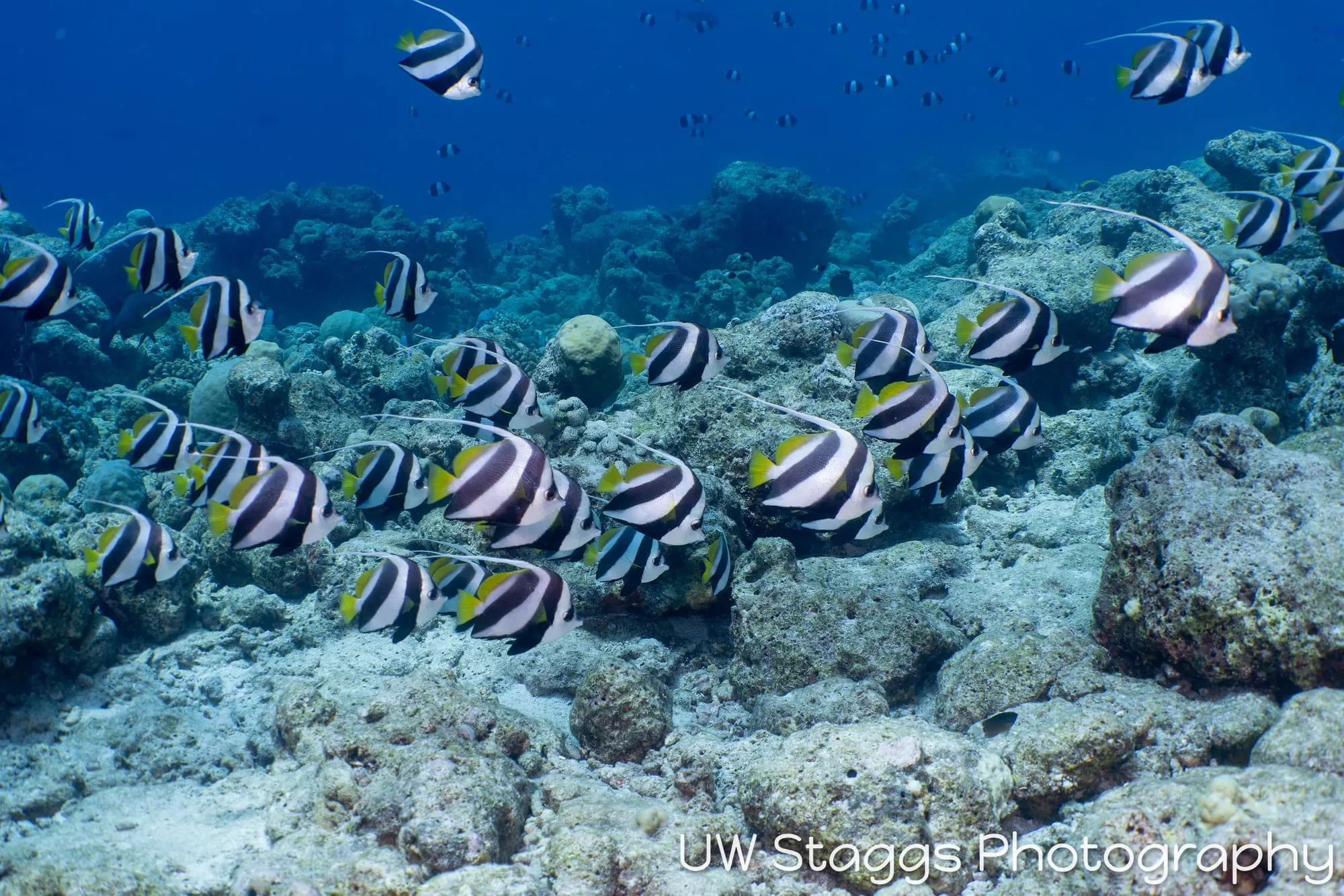 Reef Scene — Central Atolls, Maldives