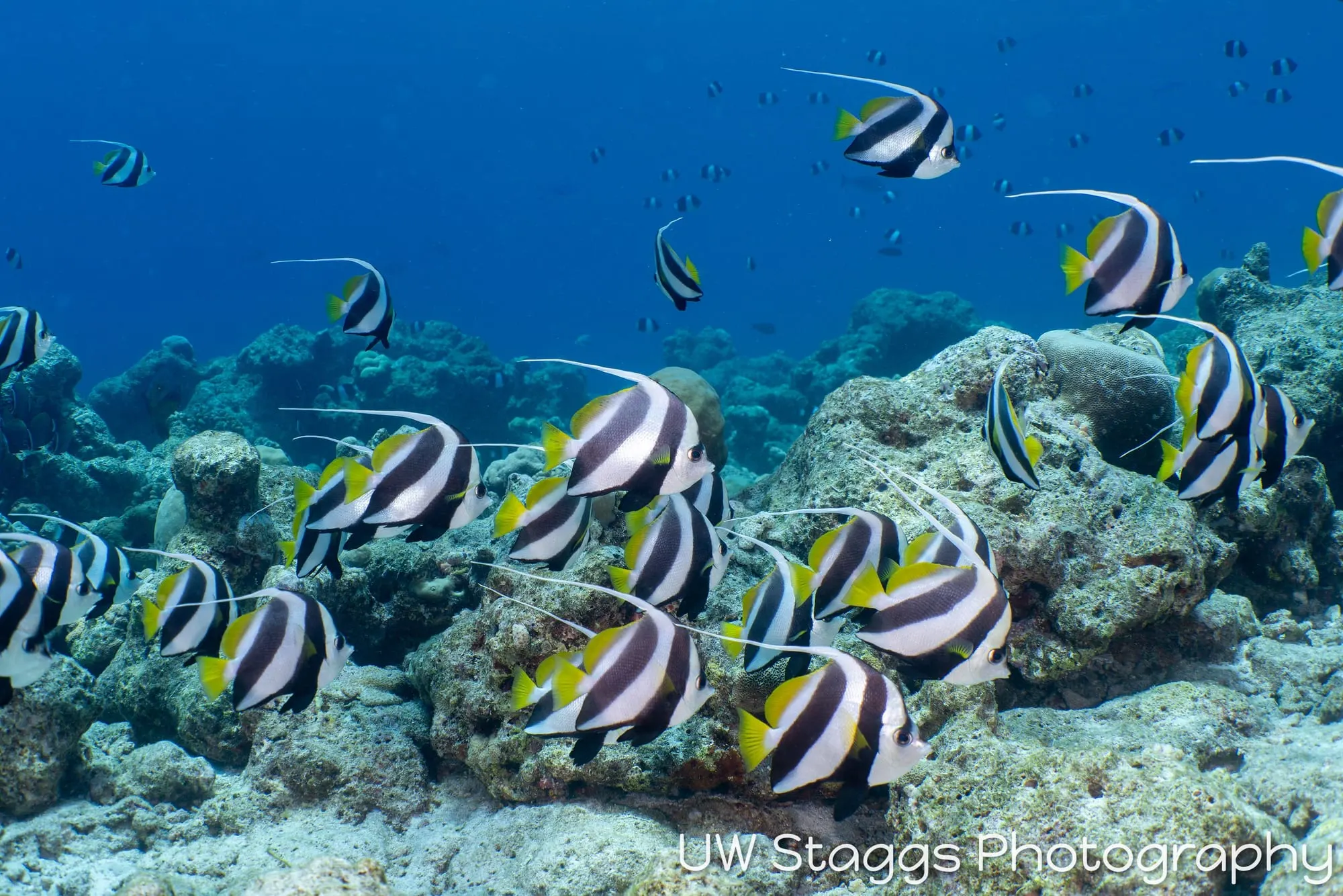 Reef Scene — Central Atolls, Maldives