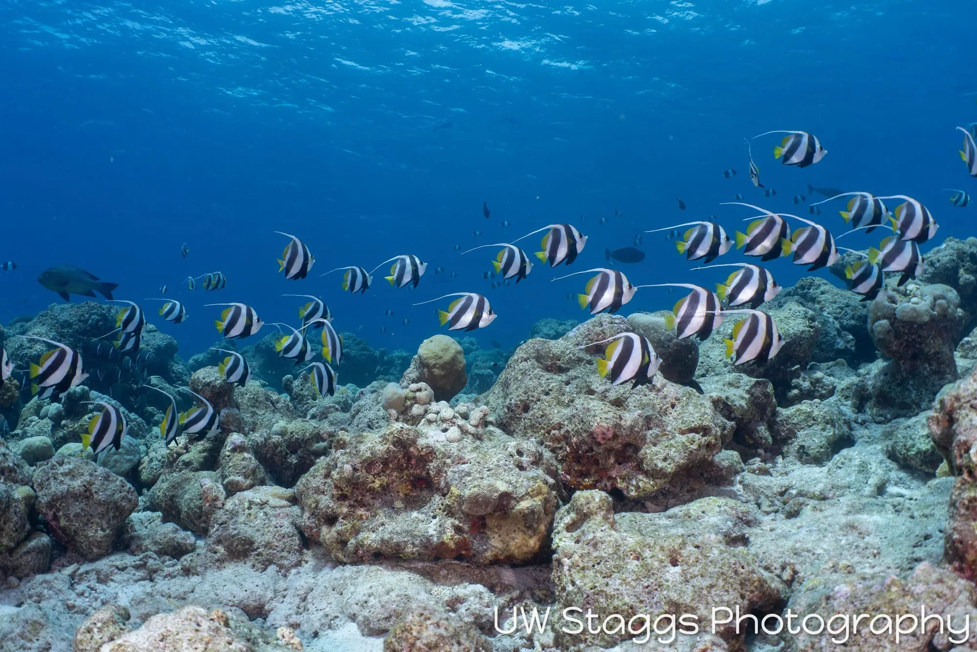 Reef Scene — Central Atolls, Maldives