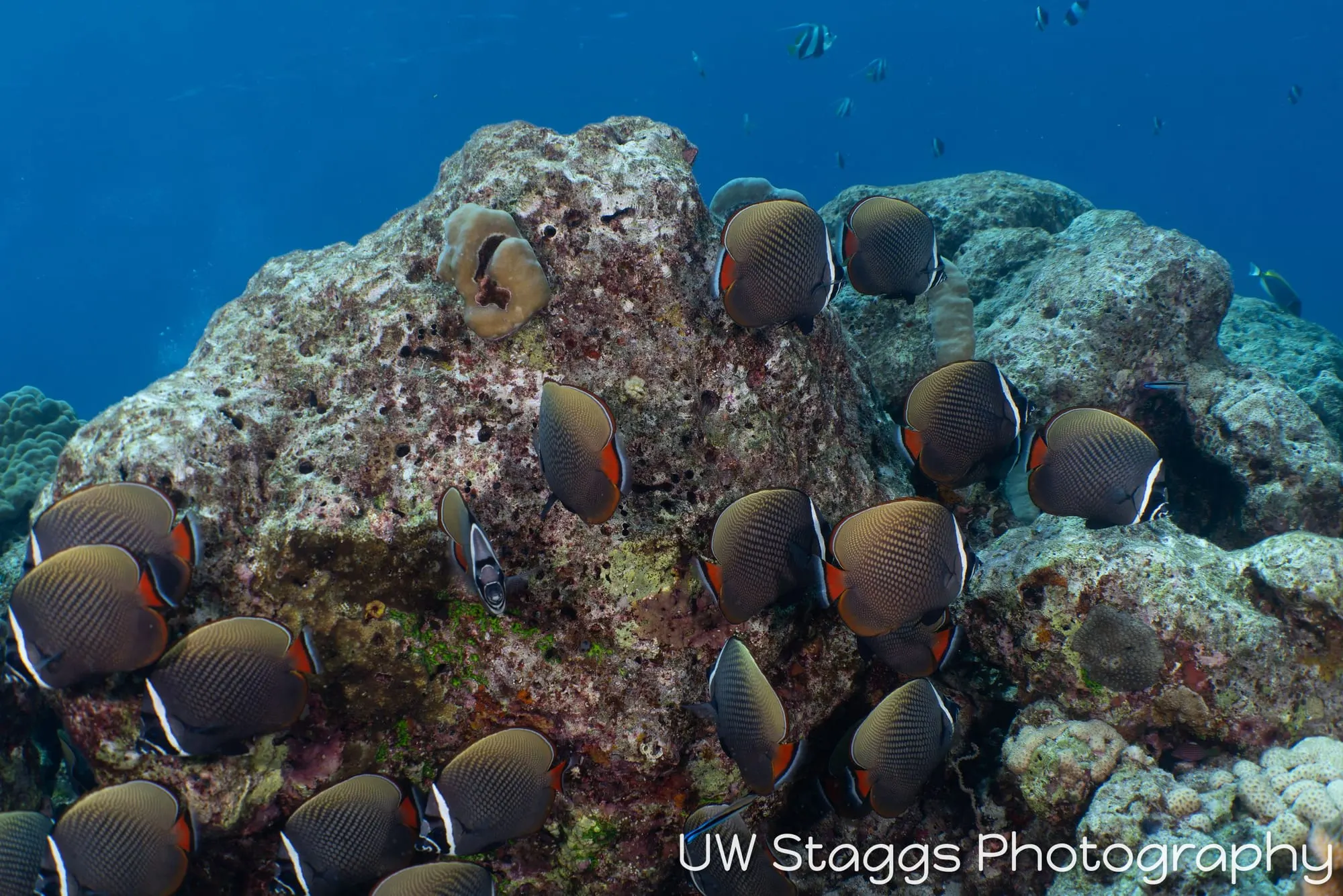 Reef Scene — Central Atolls, Maldives