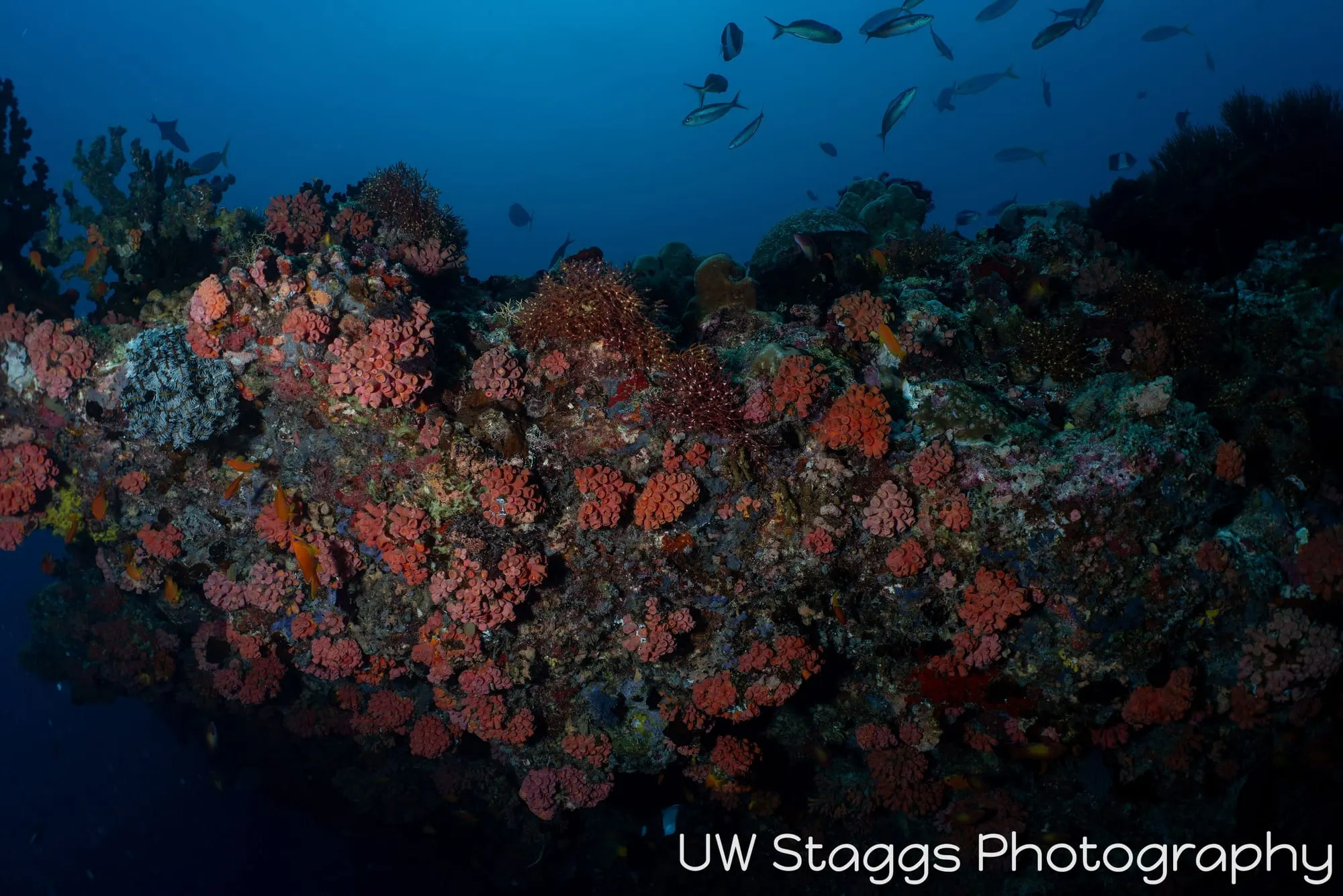 Reef Scene — Central Atolls, Maldives