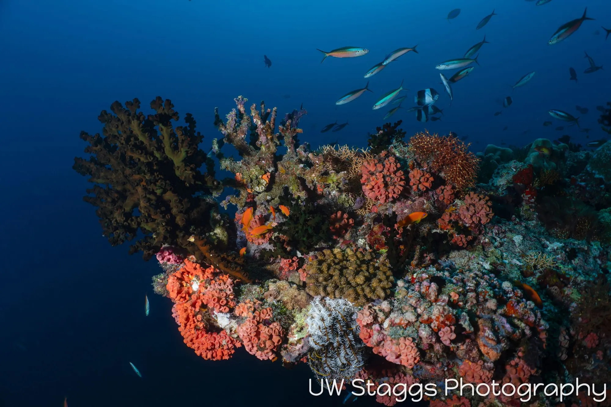 Reef Scene — Central Atolls, Maldives