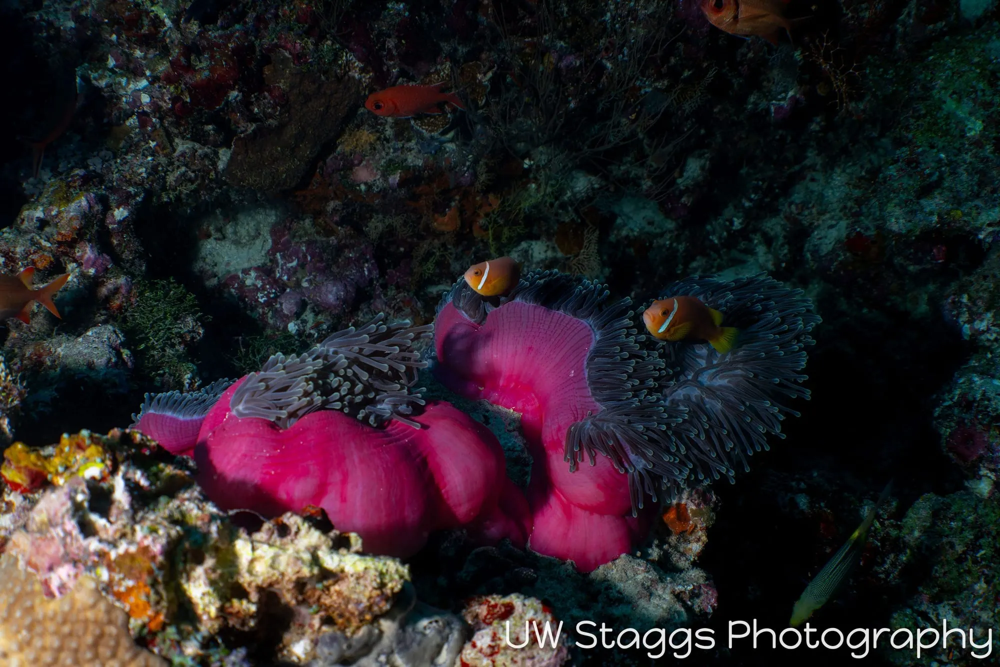Reef Scene — Central Atolls, Maldives