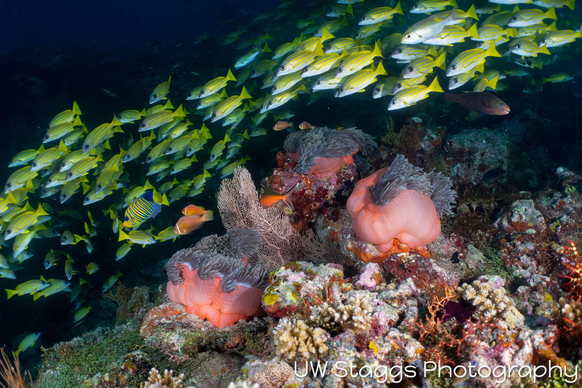 Reef Scene — Central Atolls, Maldives