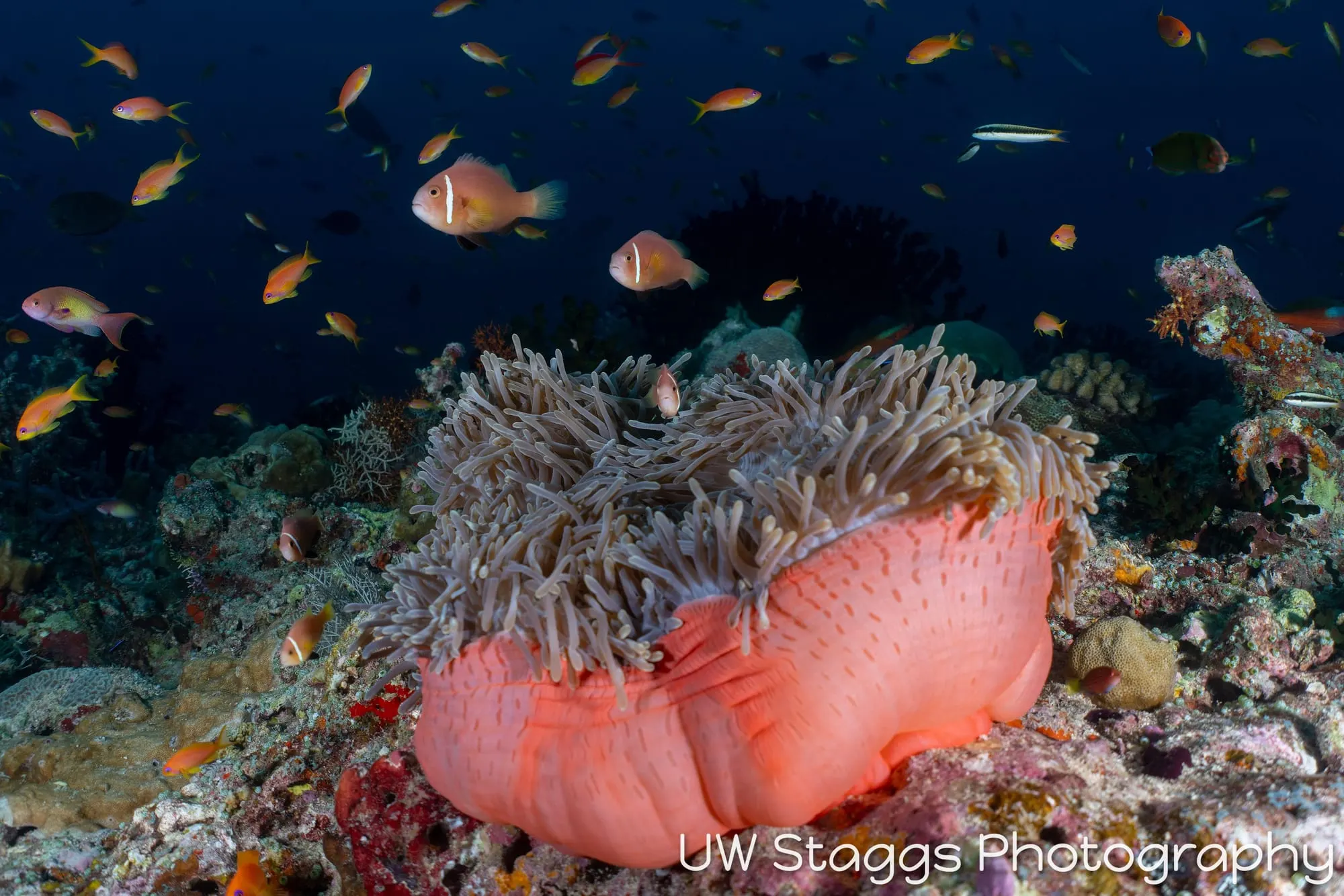 Reef Scene — Central Atolls, Maldives
