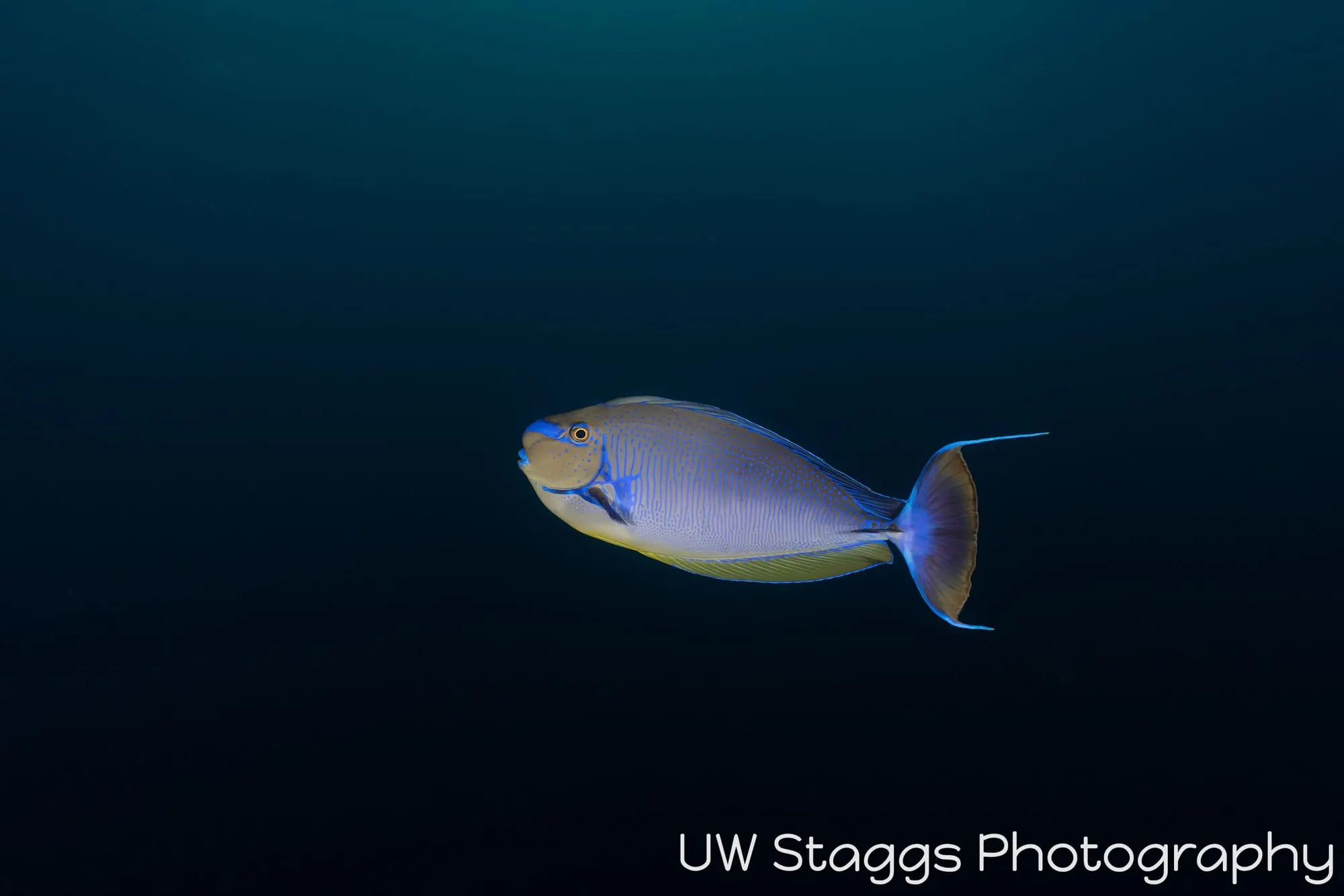 Reef Scene — Central Atolls, Maldives