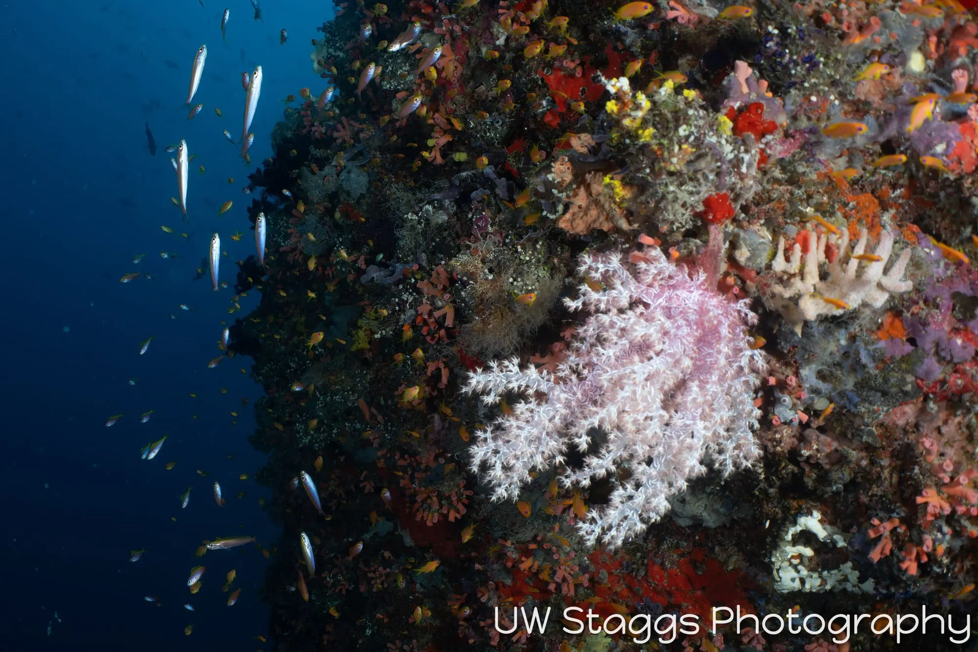 Reef Scene — Central Atolls, Maldives