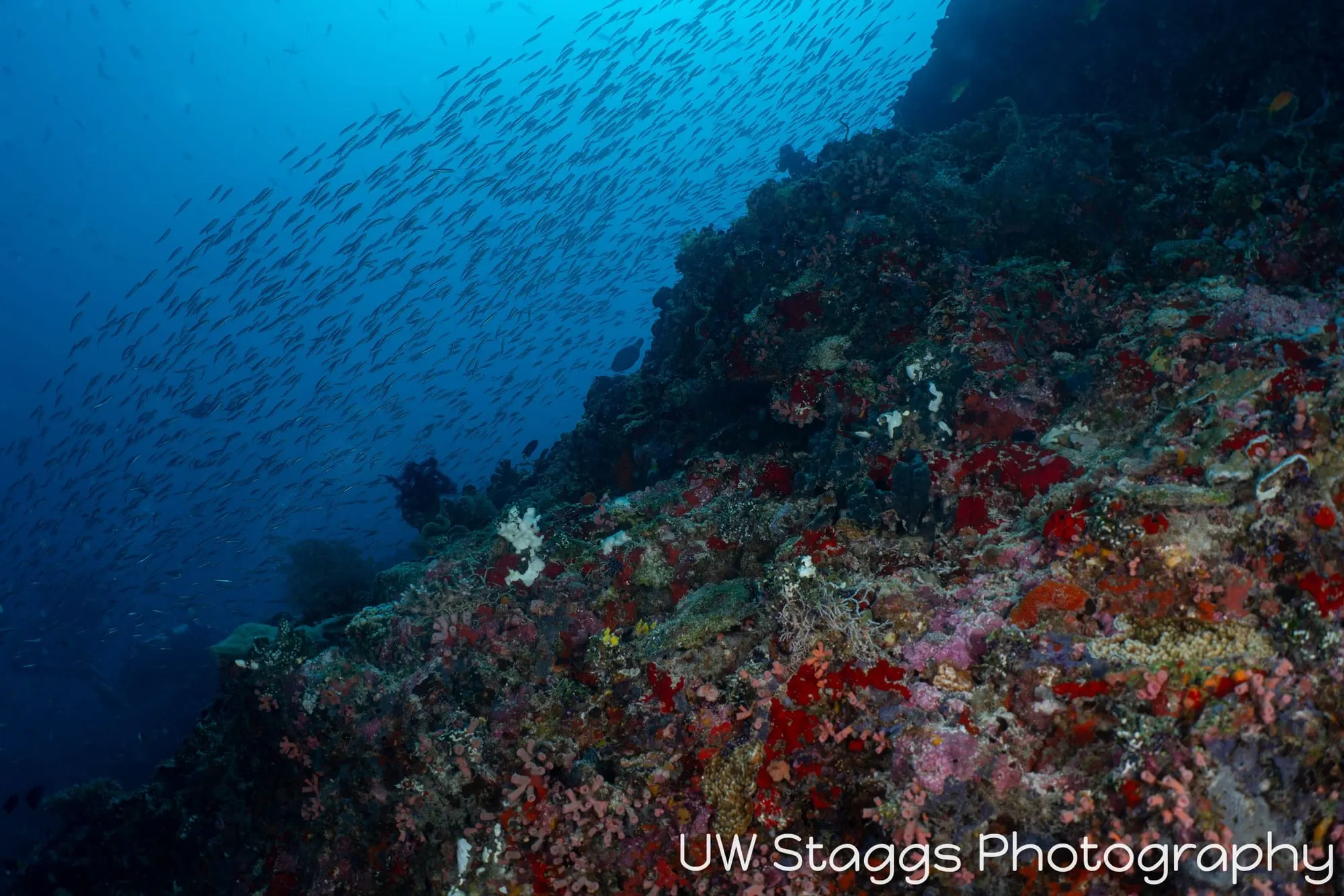 Reef Scene — Central Atolls, Maldives