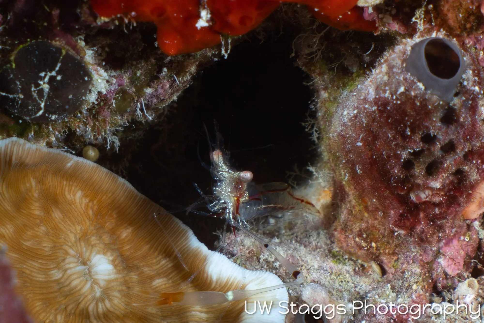 Reef Scene — Central Atolls, Maldives
