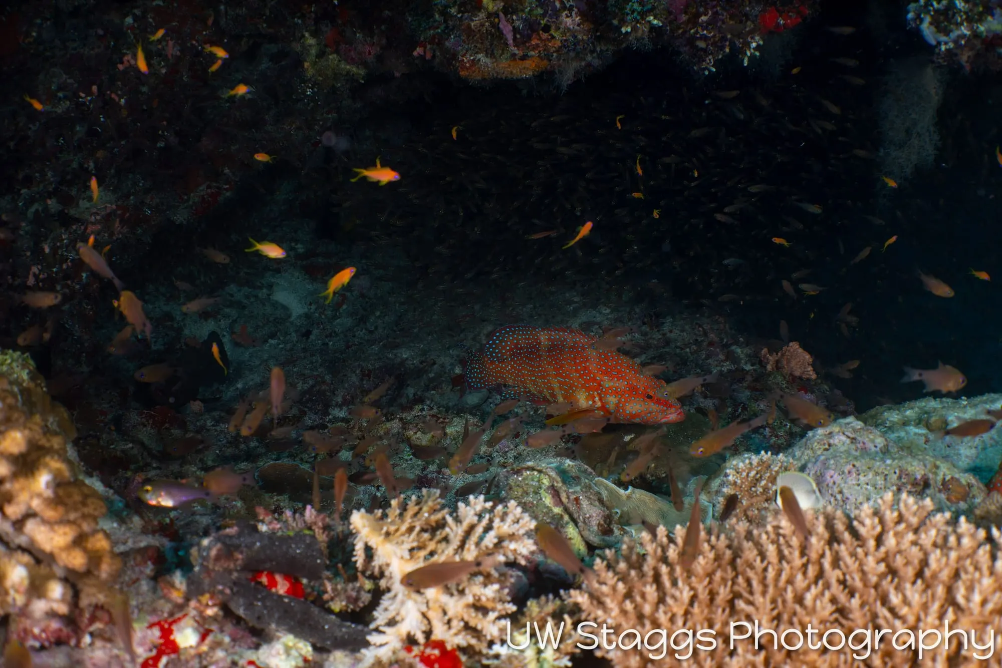 Reef Scene — Central Atolls, Maldives