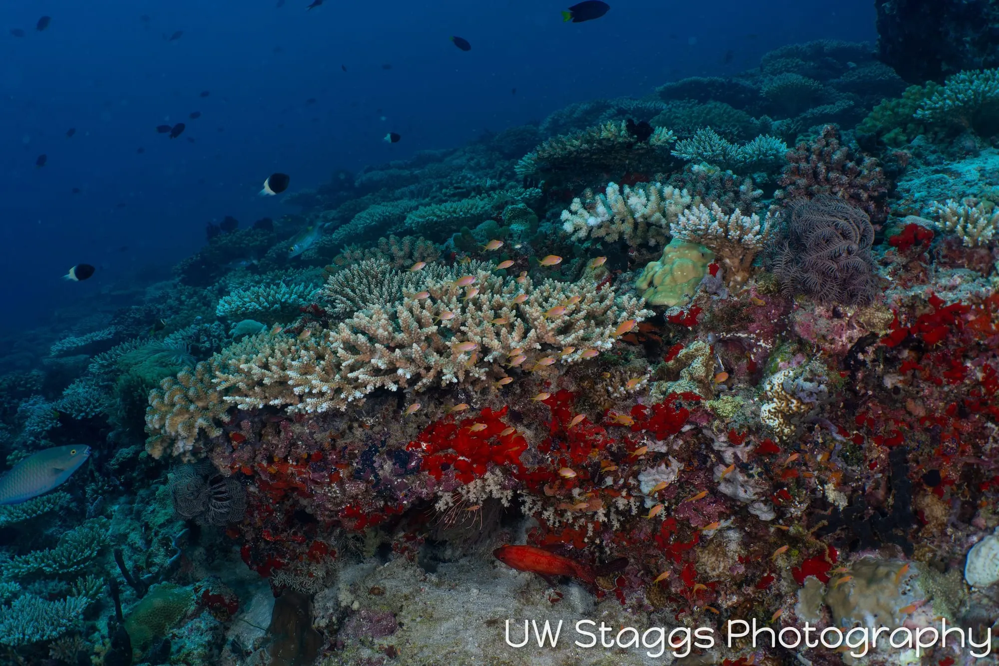 Reef Scene — Central Atolls, Maldives
