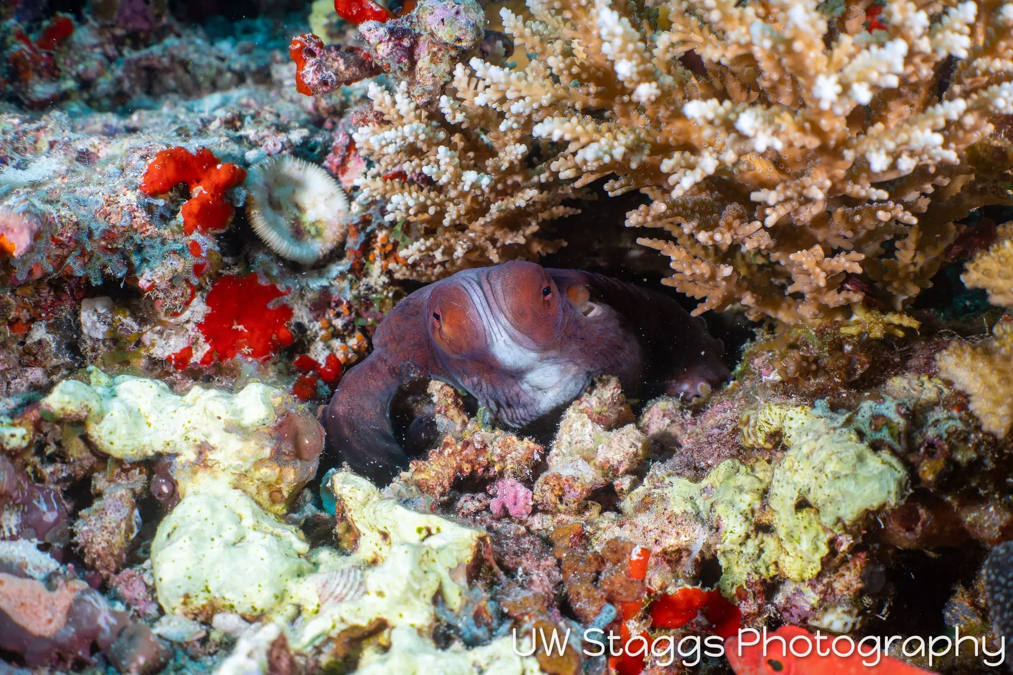 Reef Scene — Central Atolls, Maldives