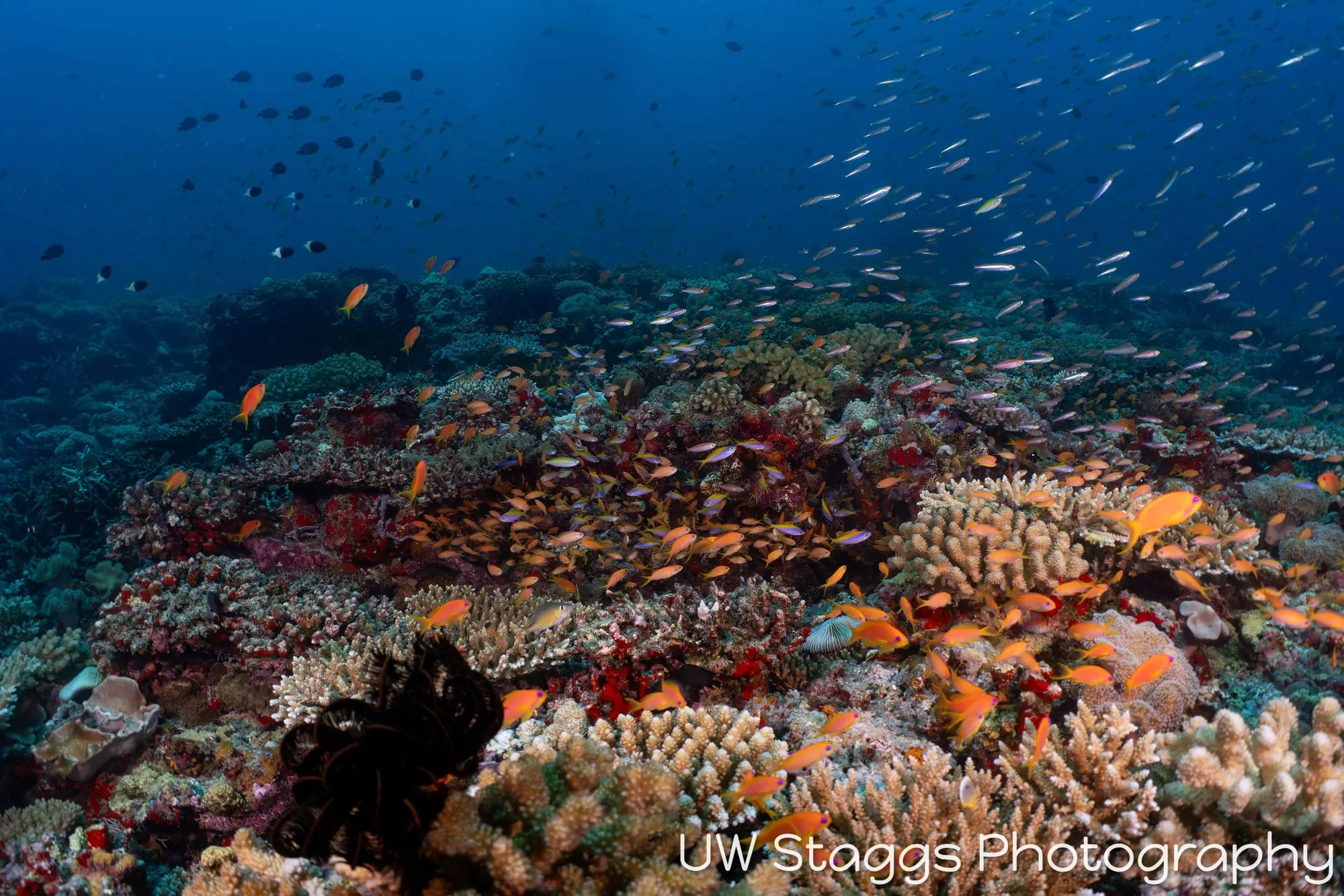 Reef Scene — Central Atolls, Maldives