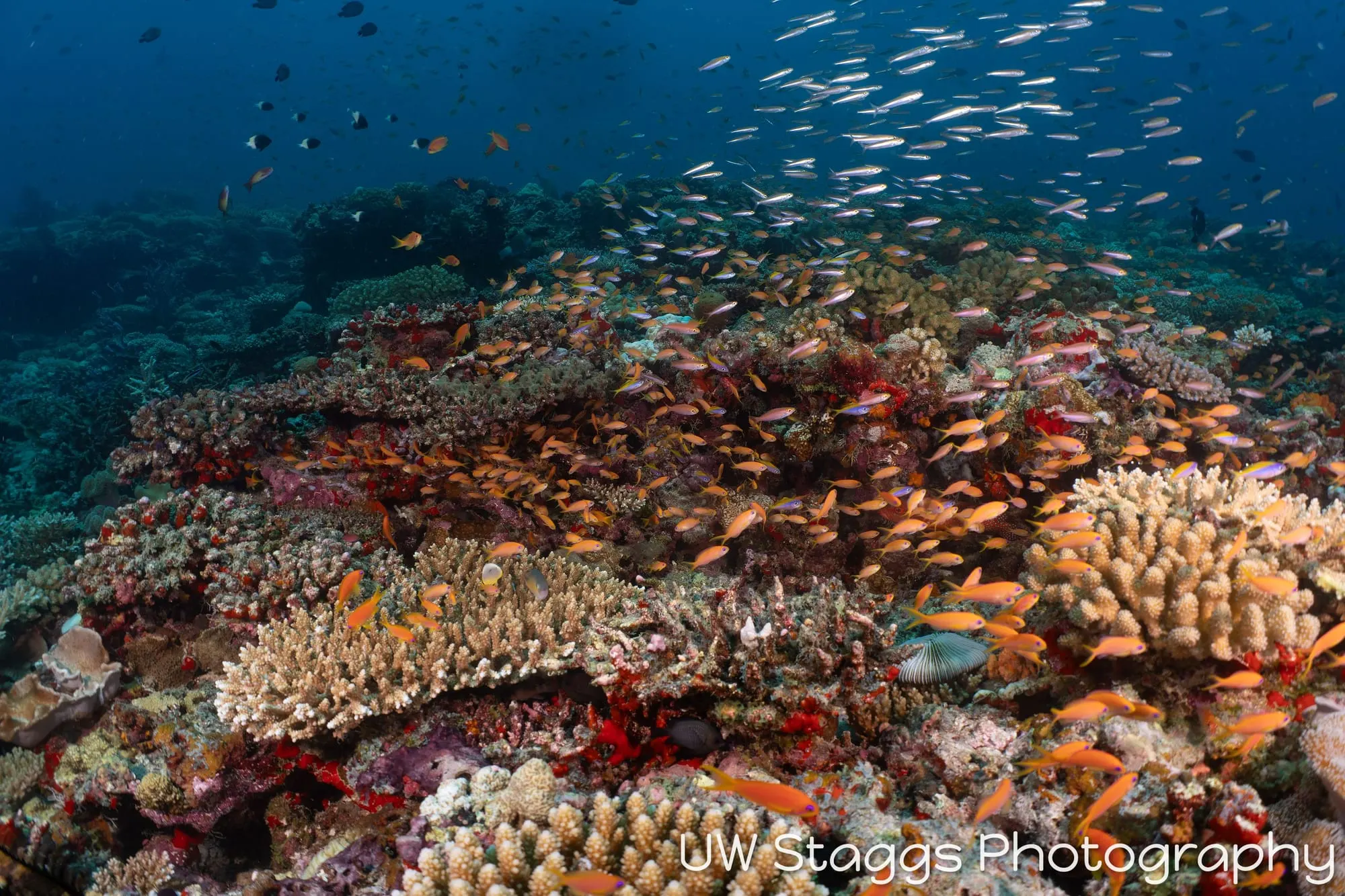Reef Scene — Central Atolls, Maldives