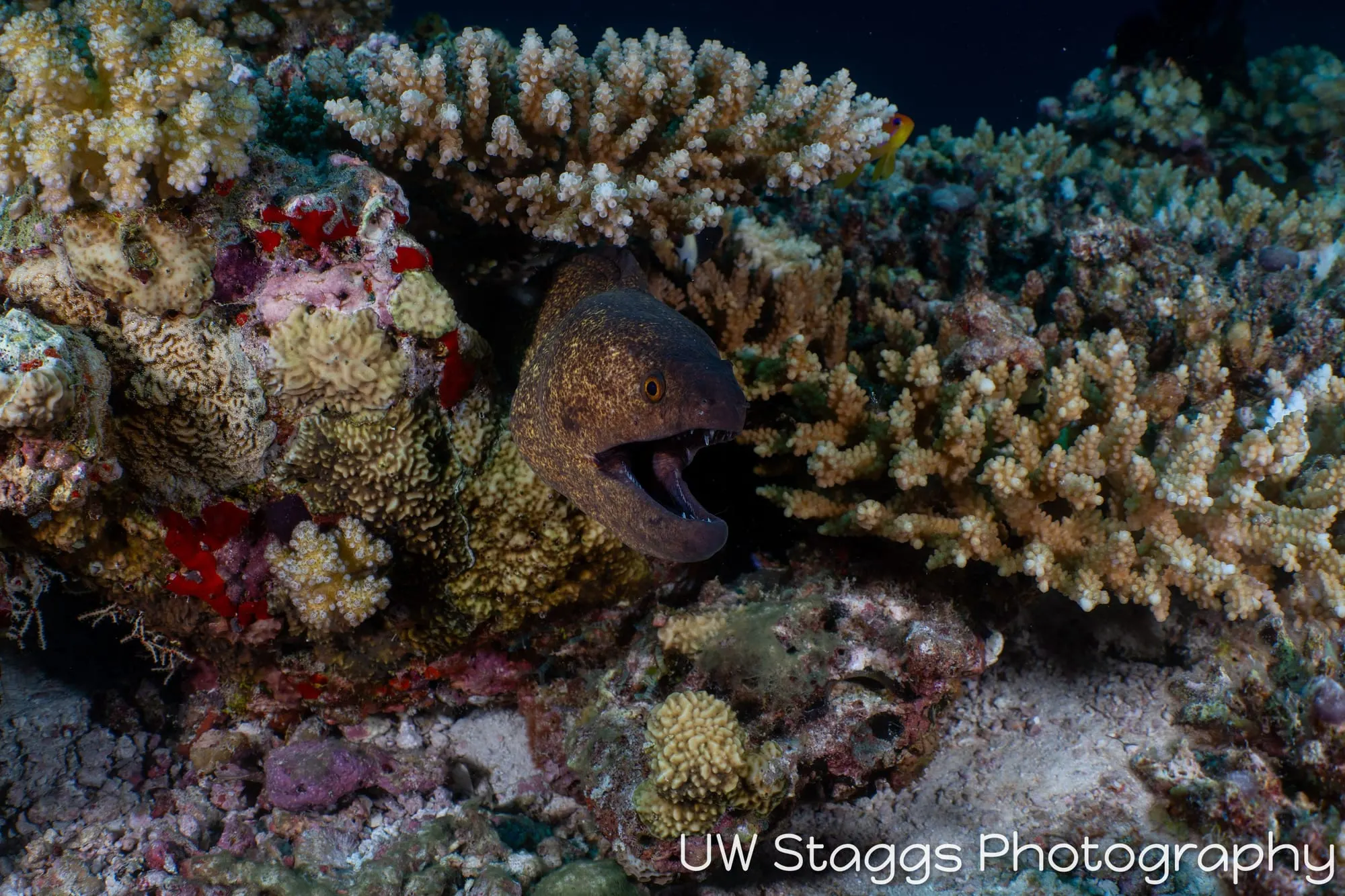 Reef Scene — Central Atolls, Maldives