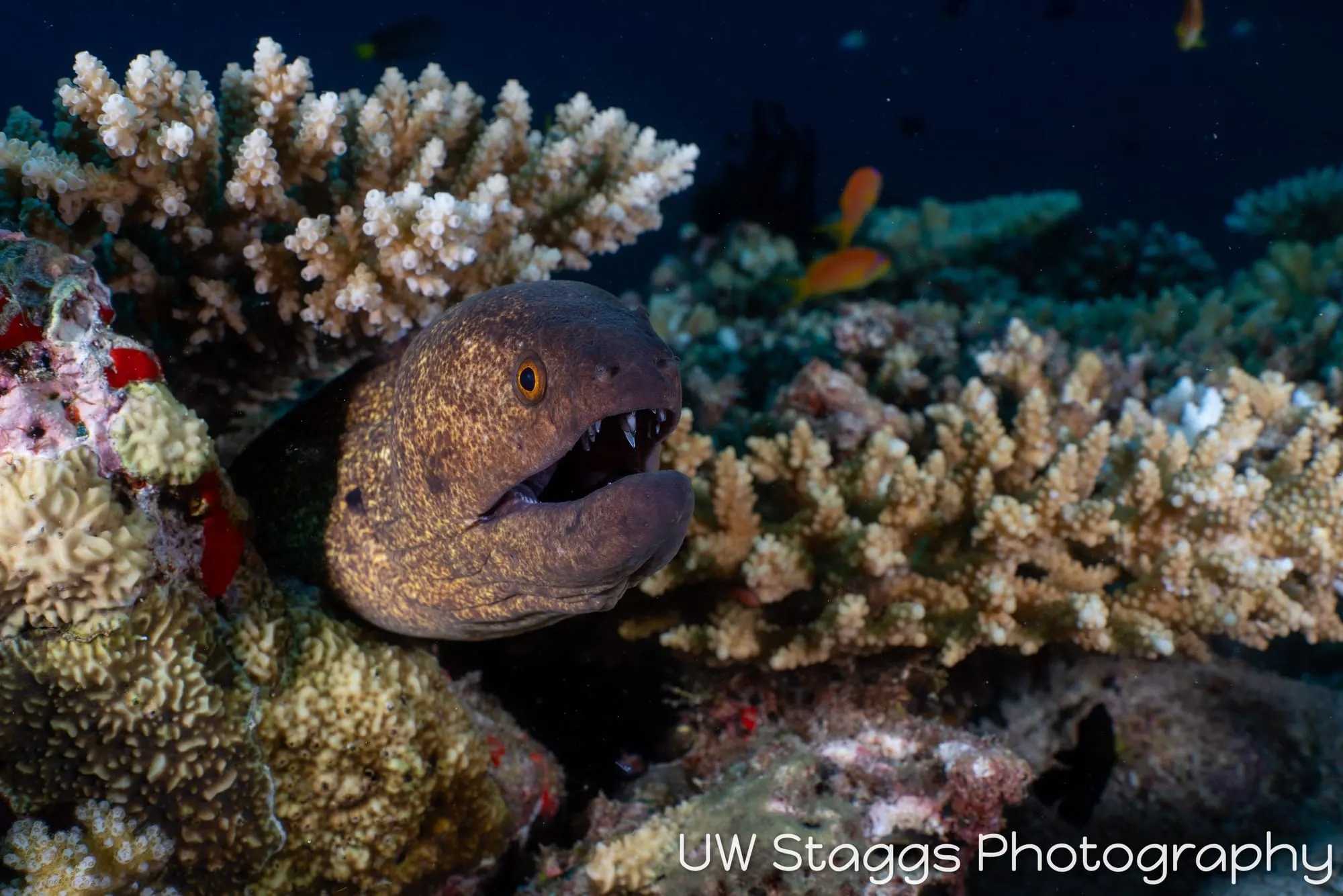Reef Scene — Central Atolls, Maldives