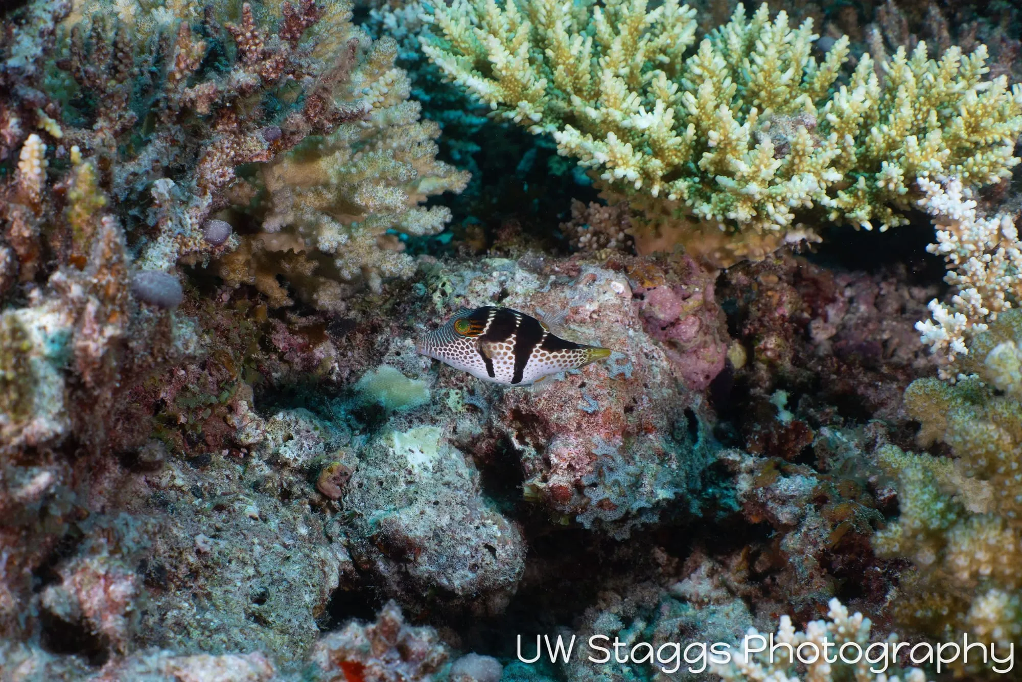 Reef Scene — Central Atolls, Maldives