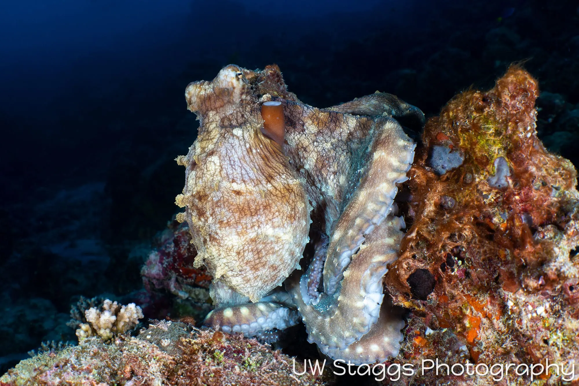 Reef Scene — Central Atolls, Maldives