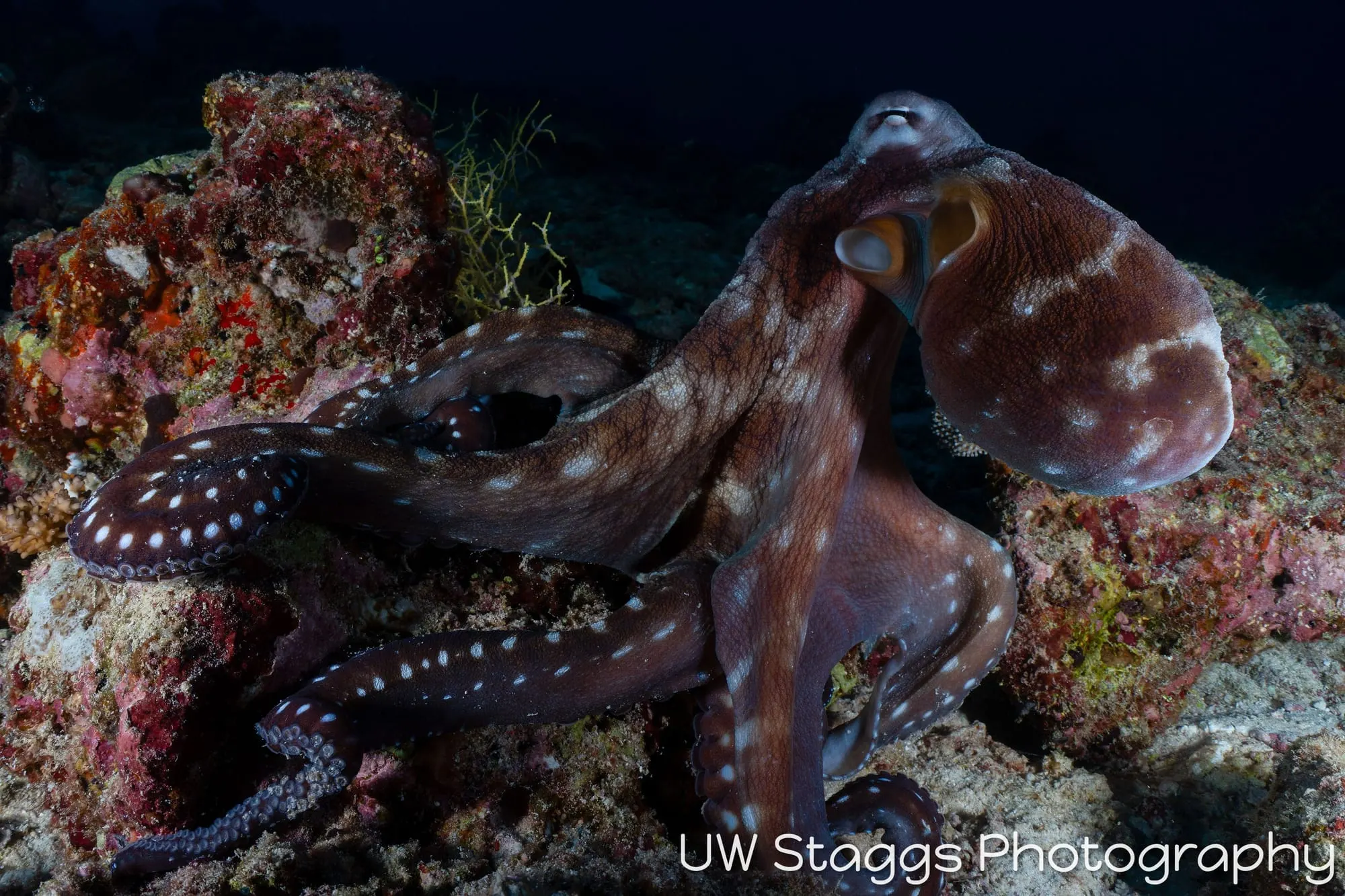 Reef Scene — Central Atolls, Maldives