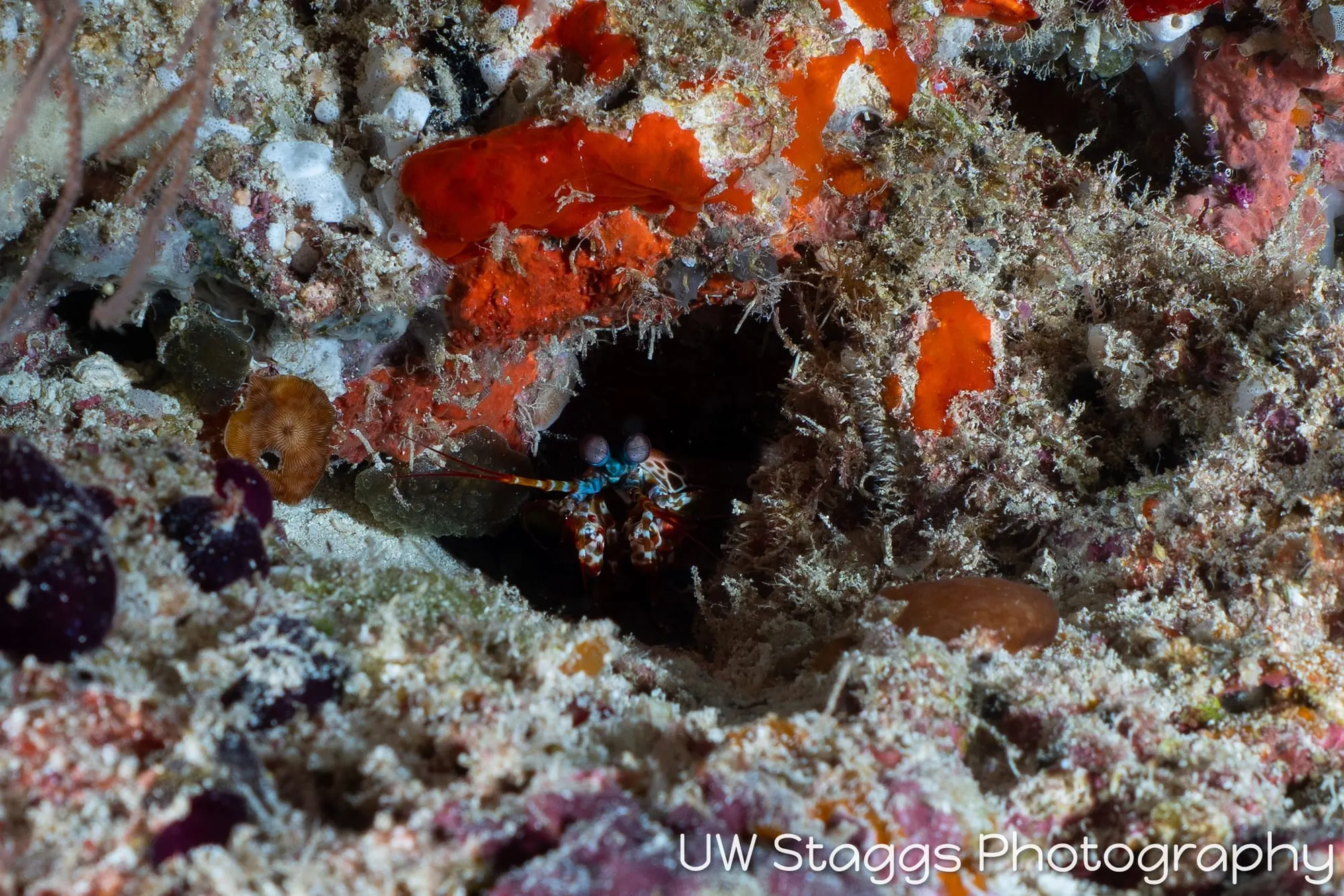 Reef Scene — Central Atolls, Maldives