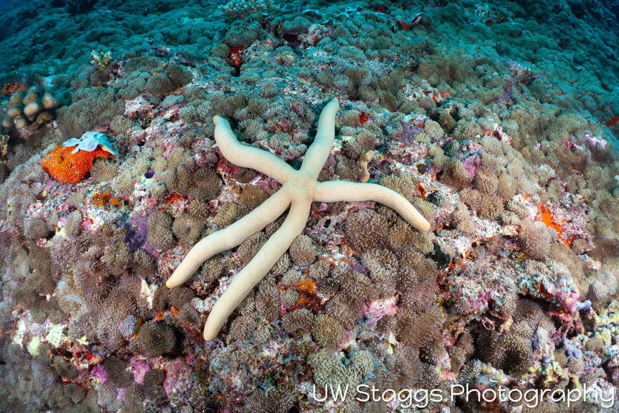 Reef Scene — Central Atolls, Maldives