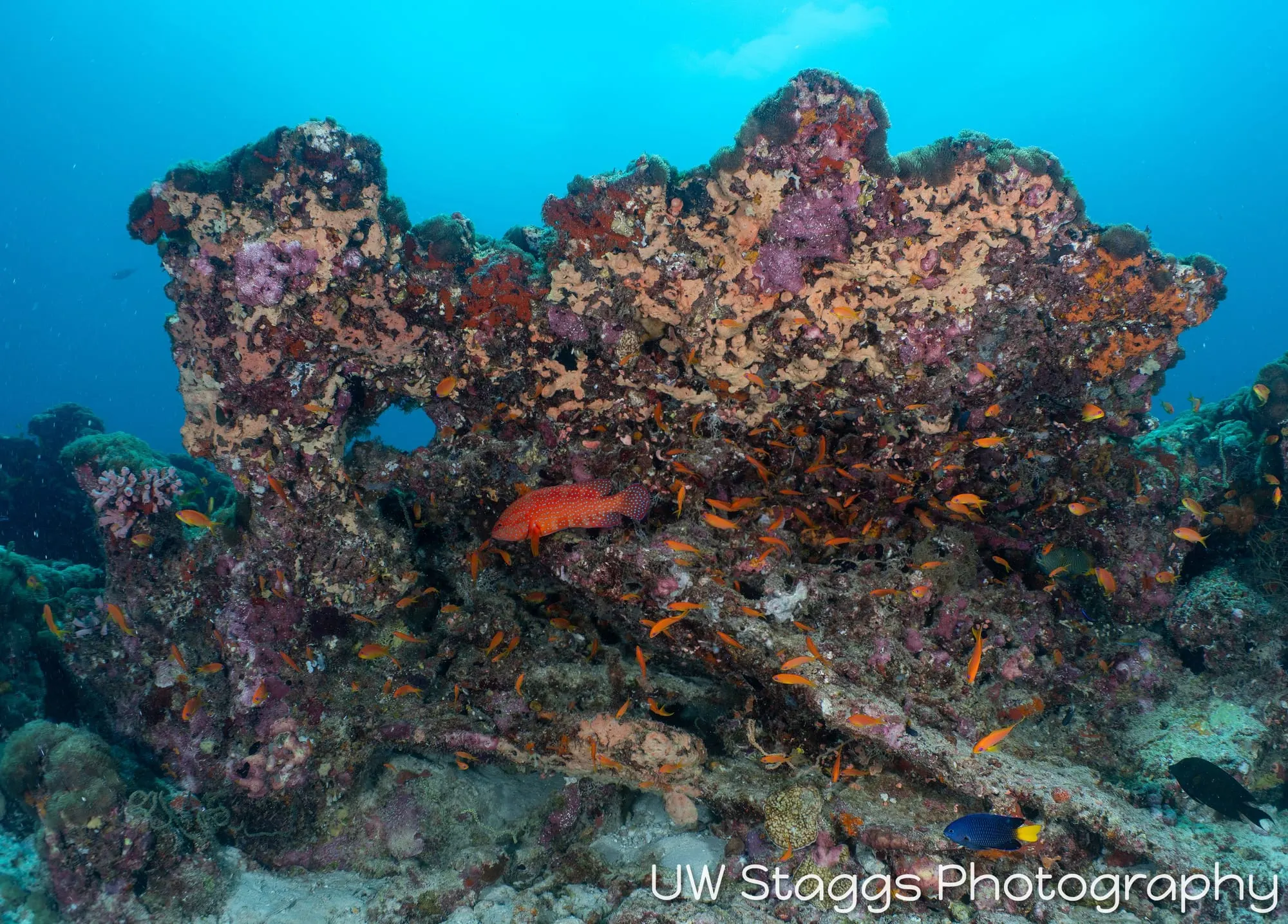 Reef Scene — Central Atolls, Maldives