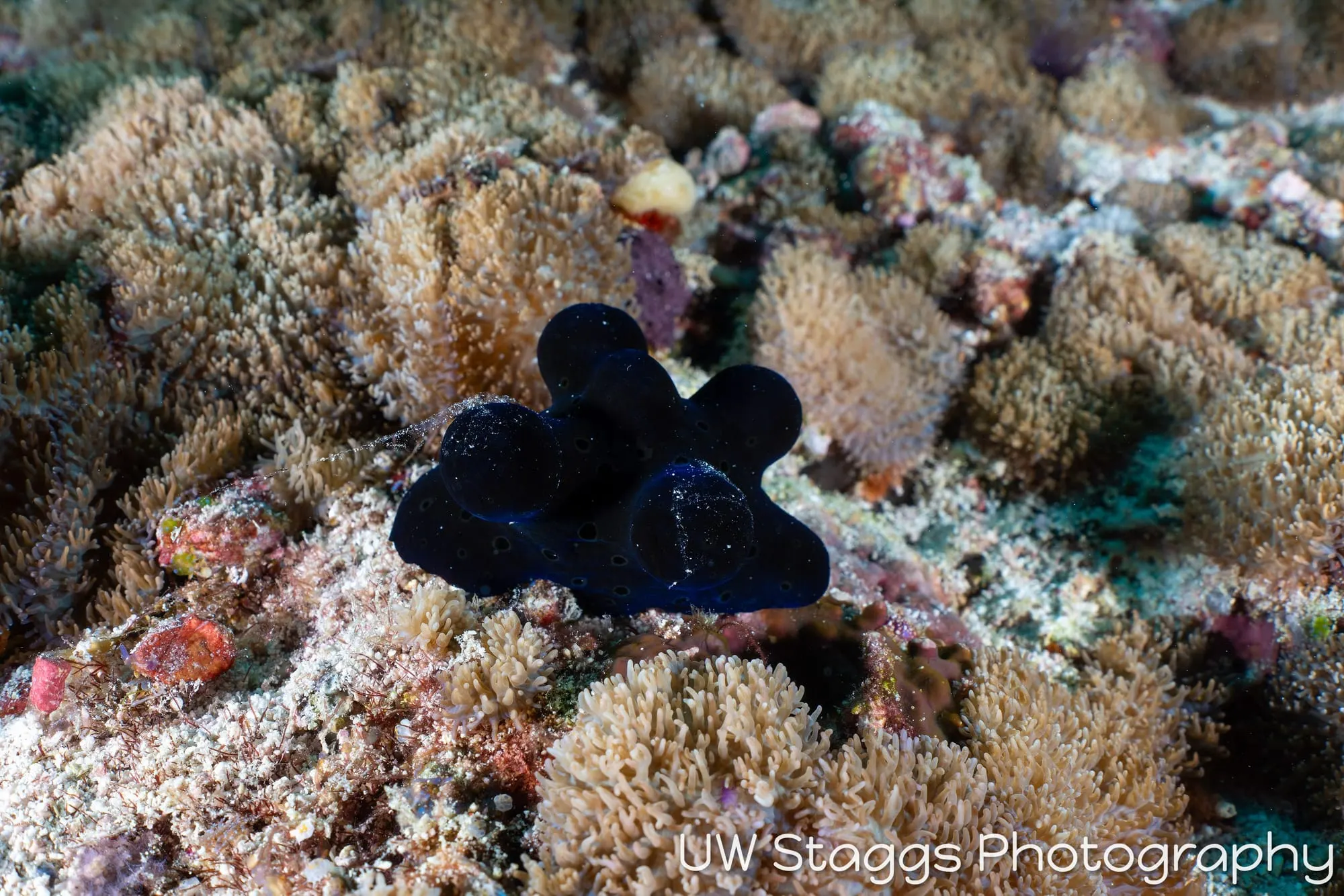 Reef Scene — Central Atolls, Maldives