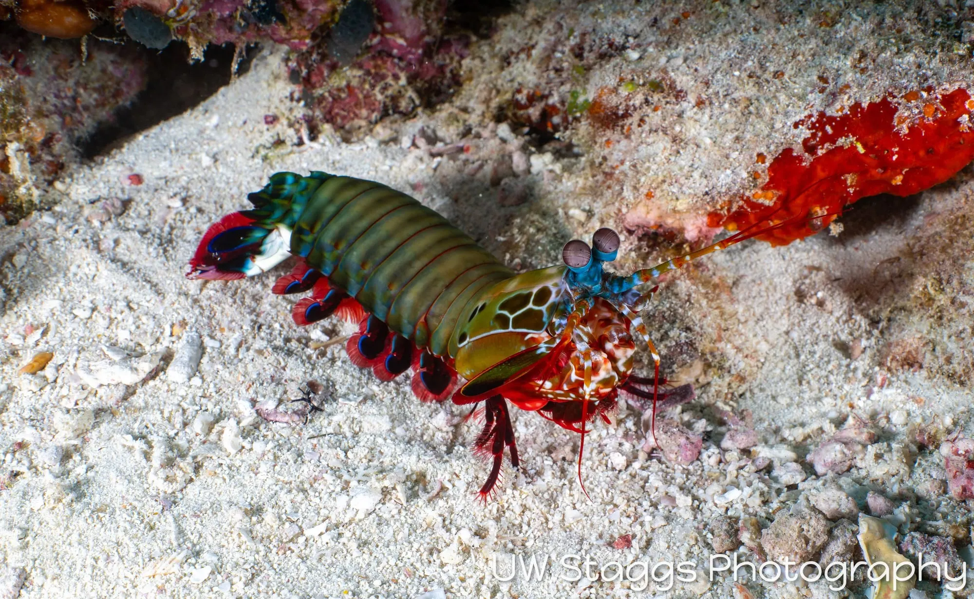 Reef Scene — Central Atolls, Maldives