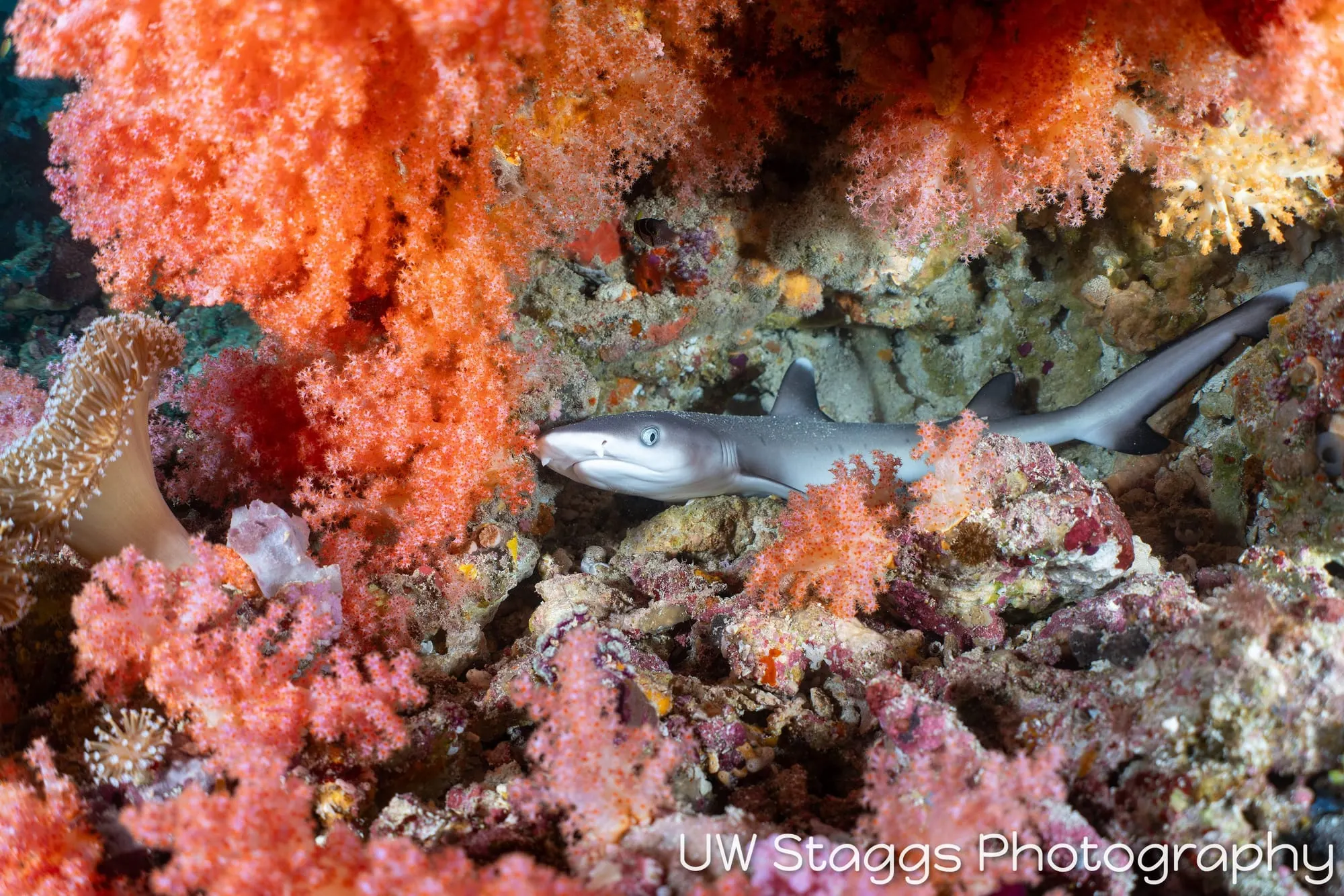 Reef Scene — Central Atolls, Maldives