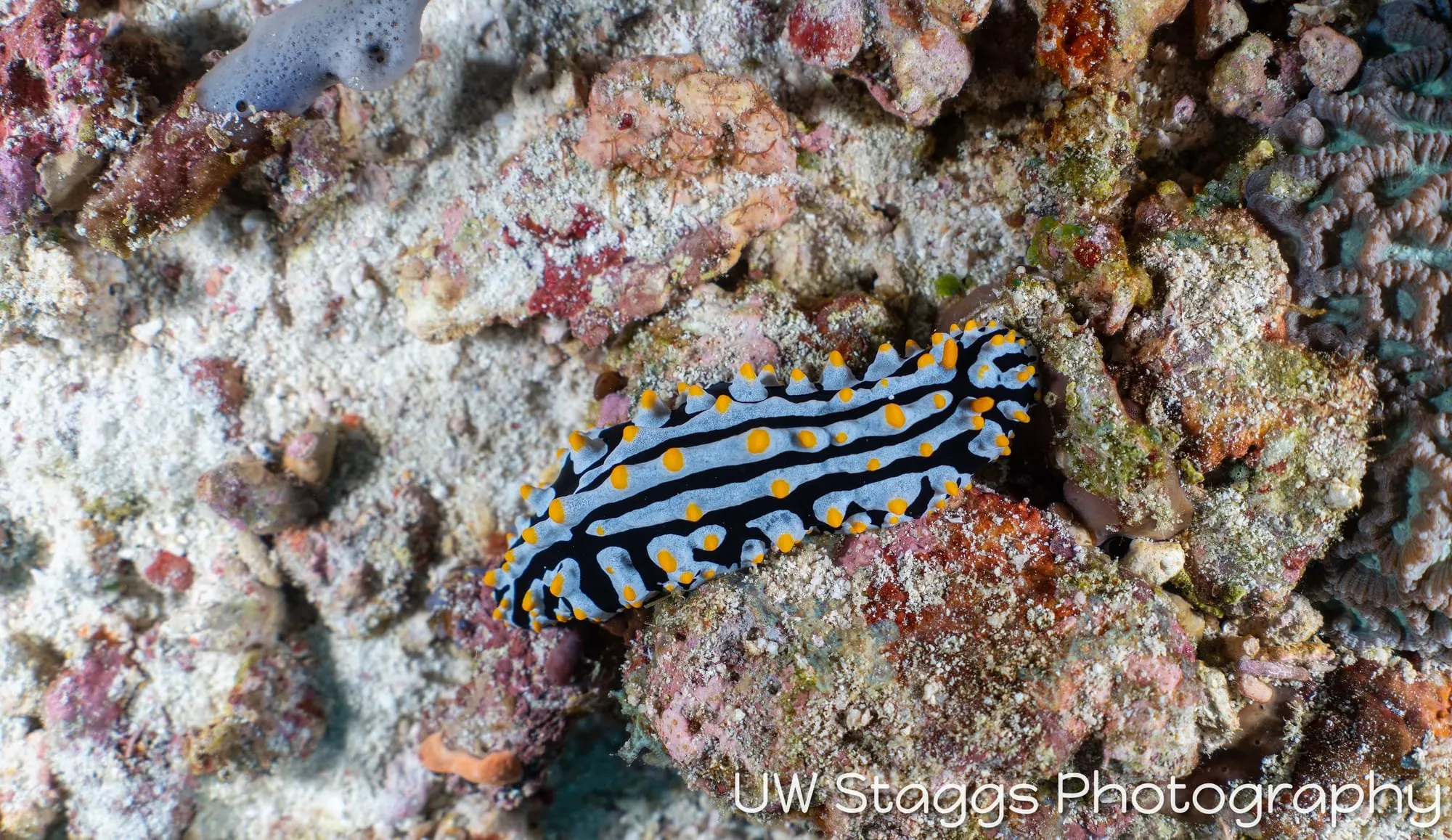 Reef Scene — Central Atolls, Maldives