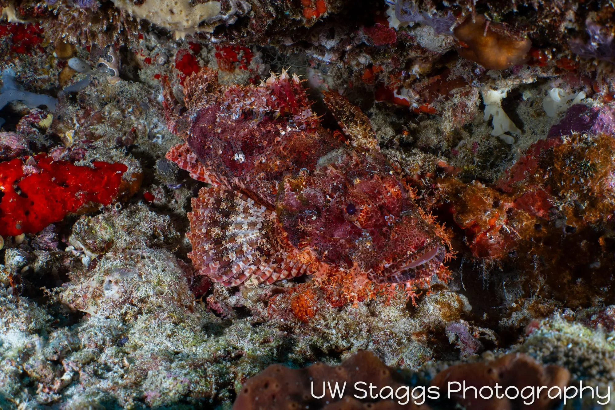 Reef Scene — Central Atolls, Maldives