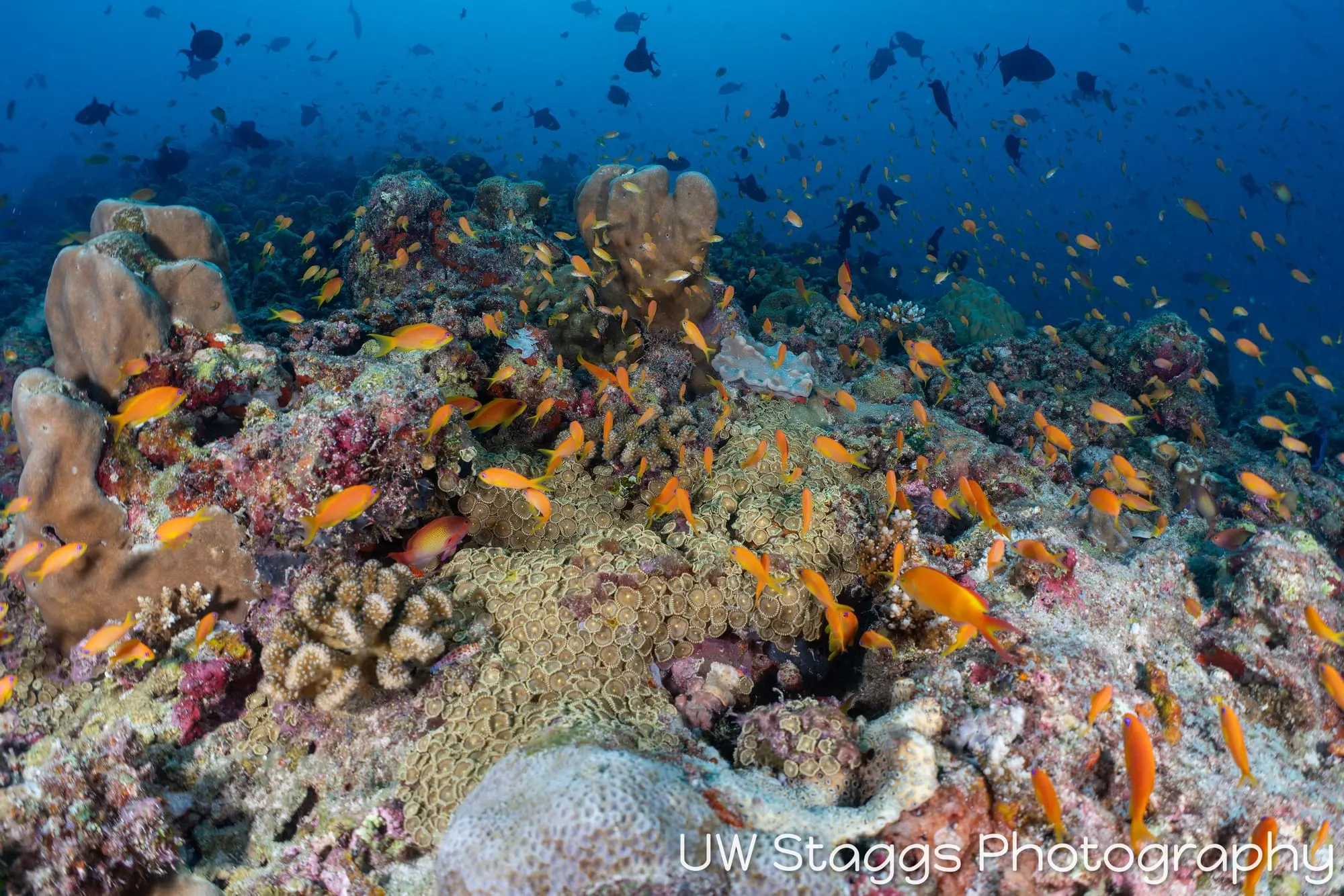 Reef Scene — Central Atolls, Maldives