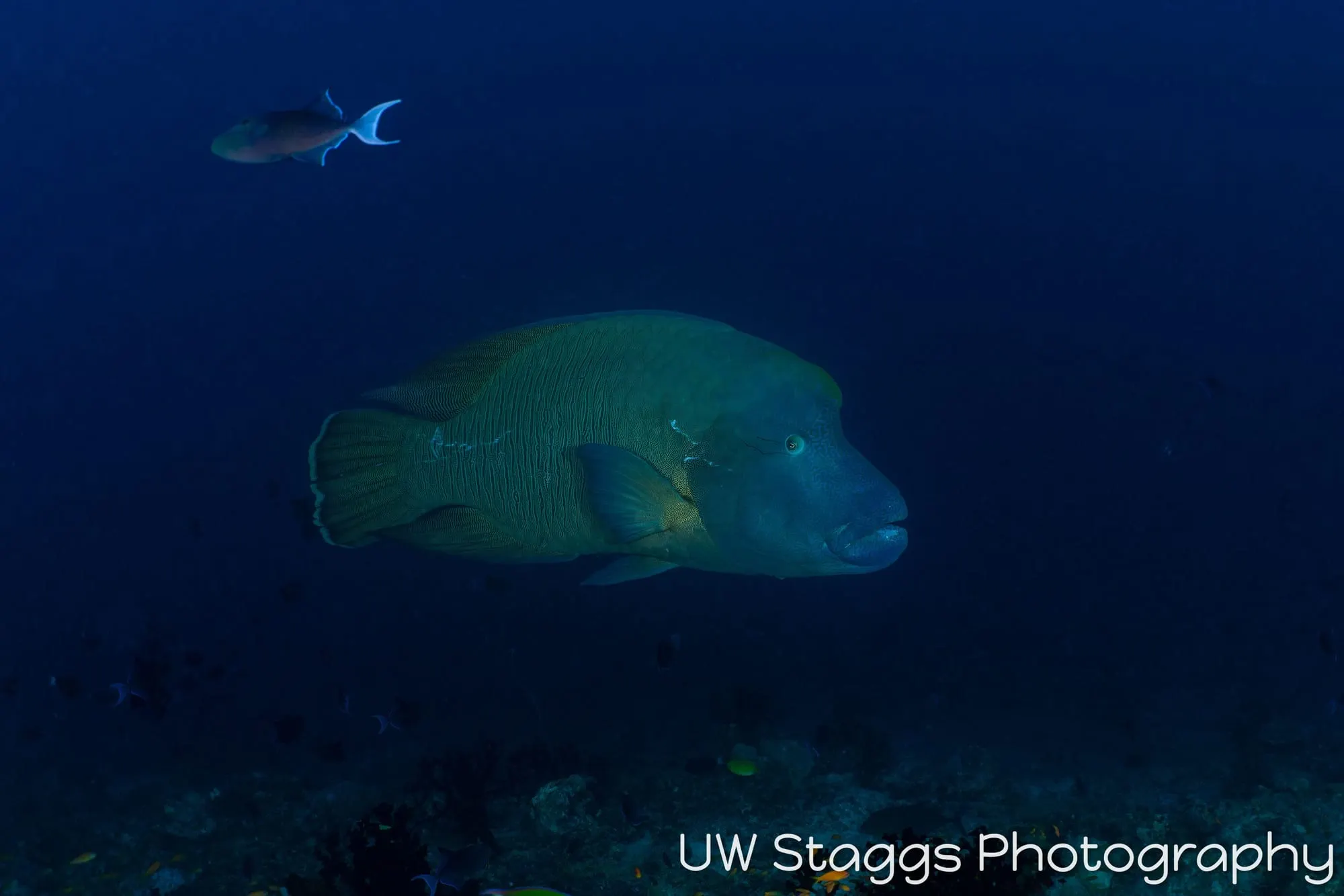 Reef Scene — Central Atolls, Maldives