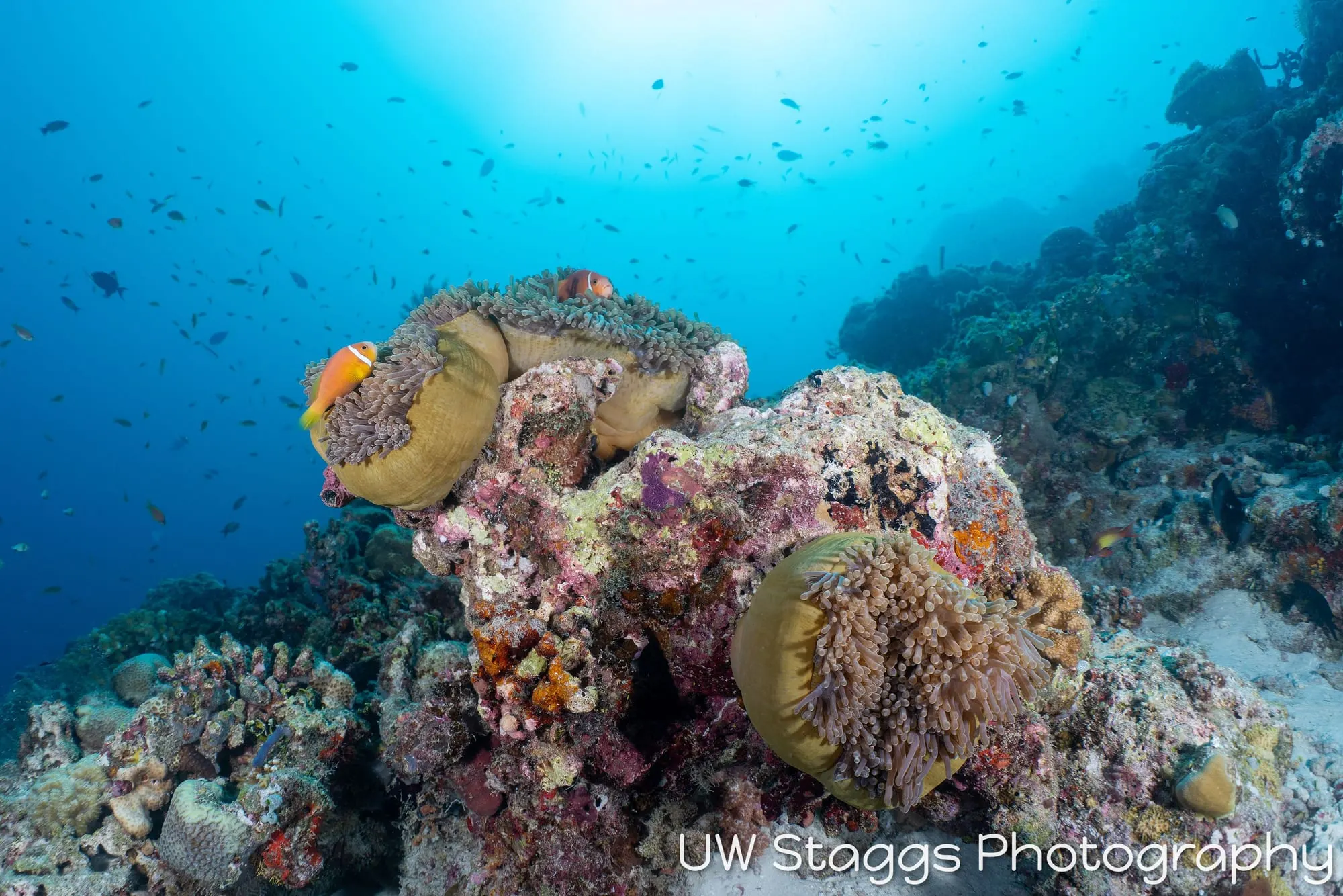 Reef Scene — Central Atolls, Maldives