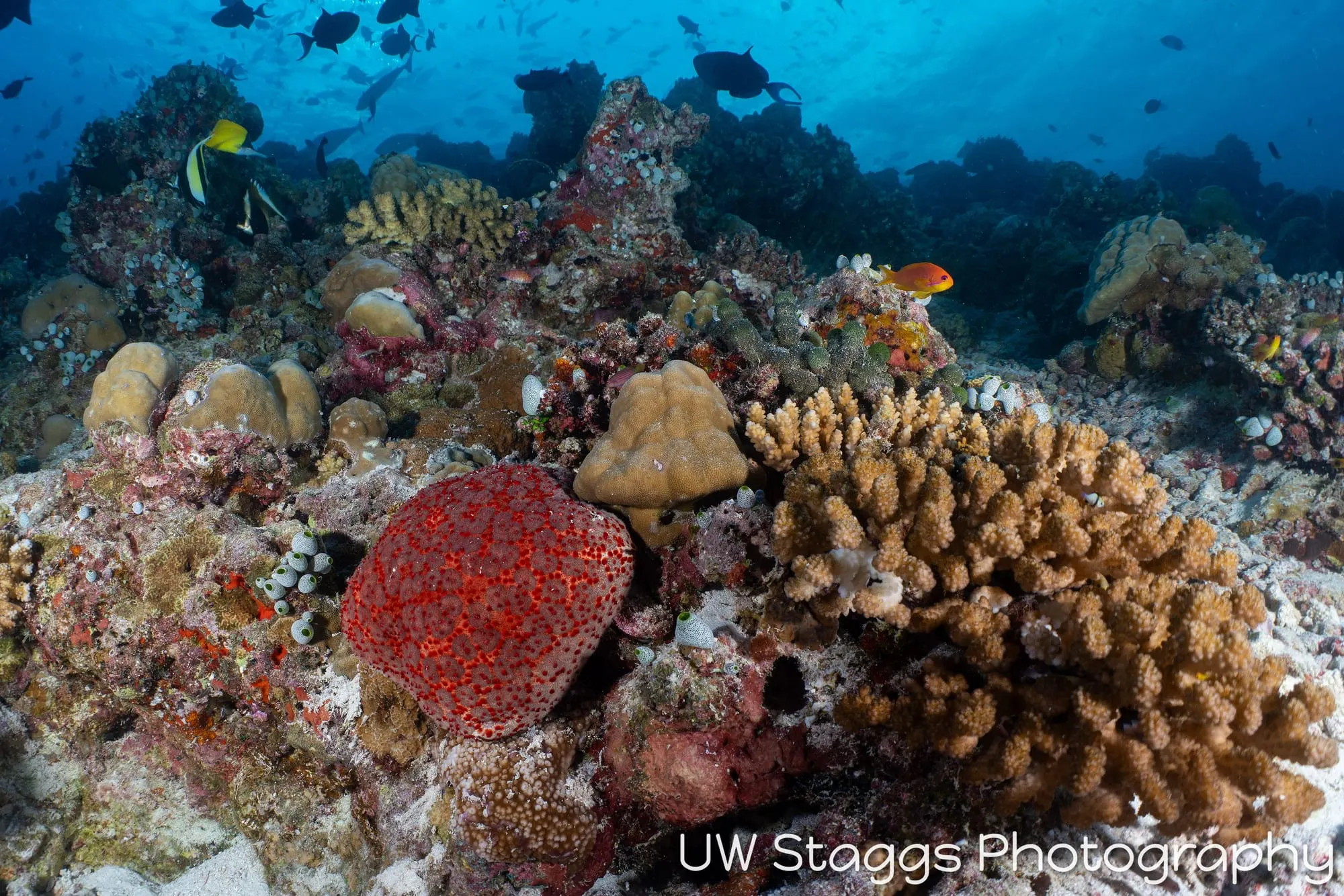 Reef Scene — Central Atolls, Maldives