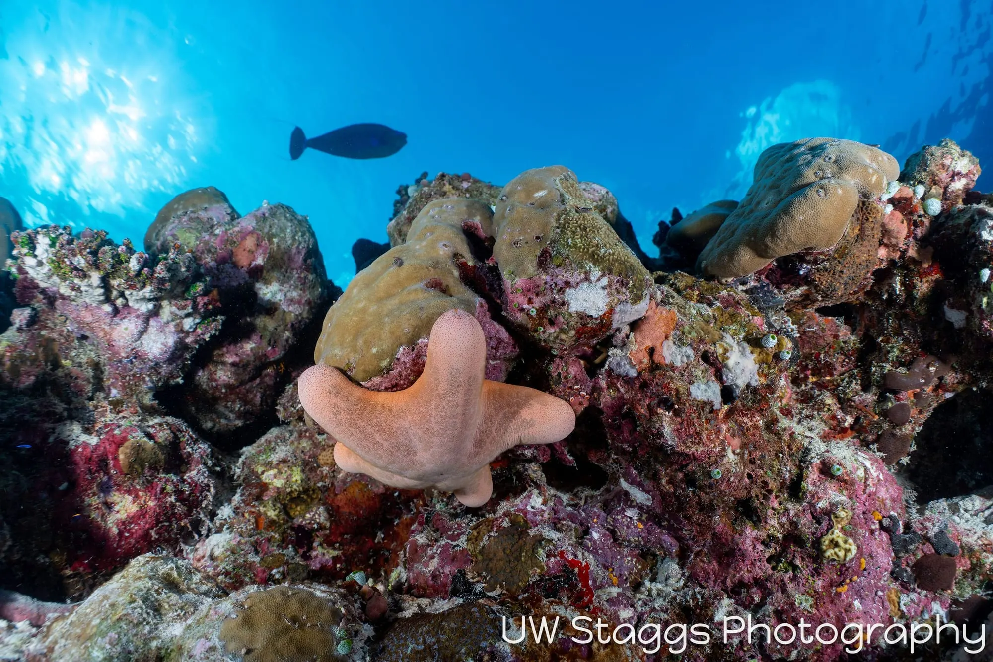 Reef Scene — Central Atolls, Maldives