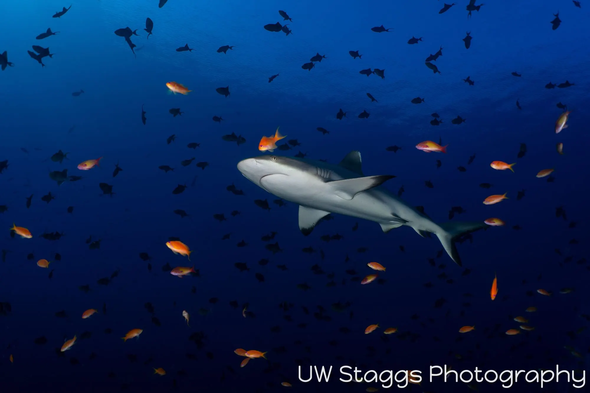 Reef Scene — Central Atolls, Maldives