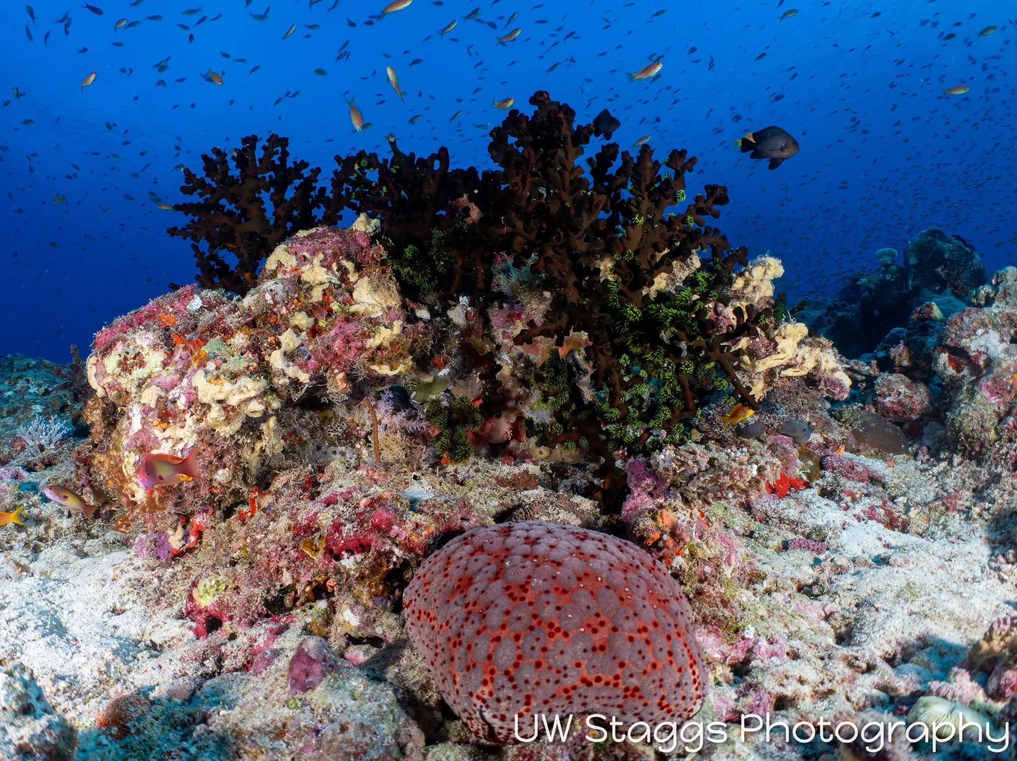 Reef Scene — Central Atolls, Maldives