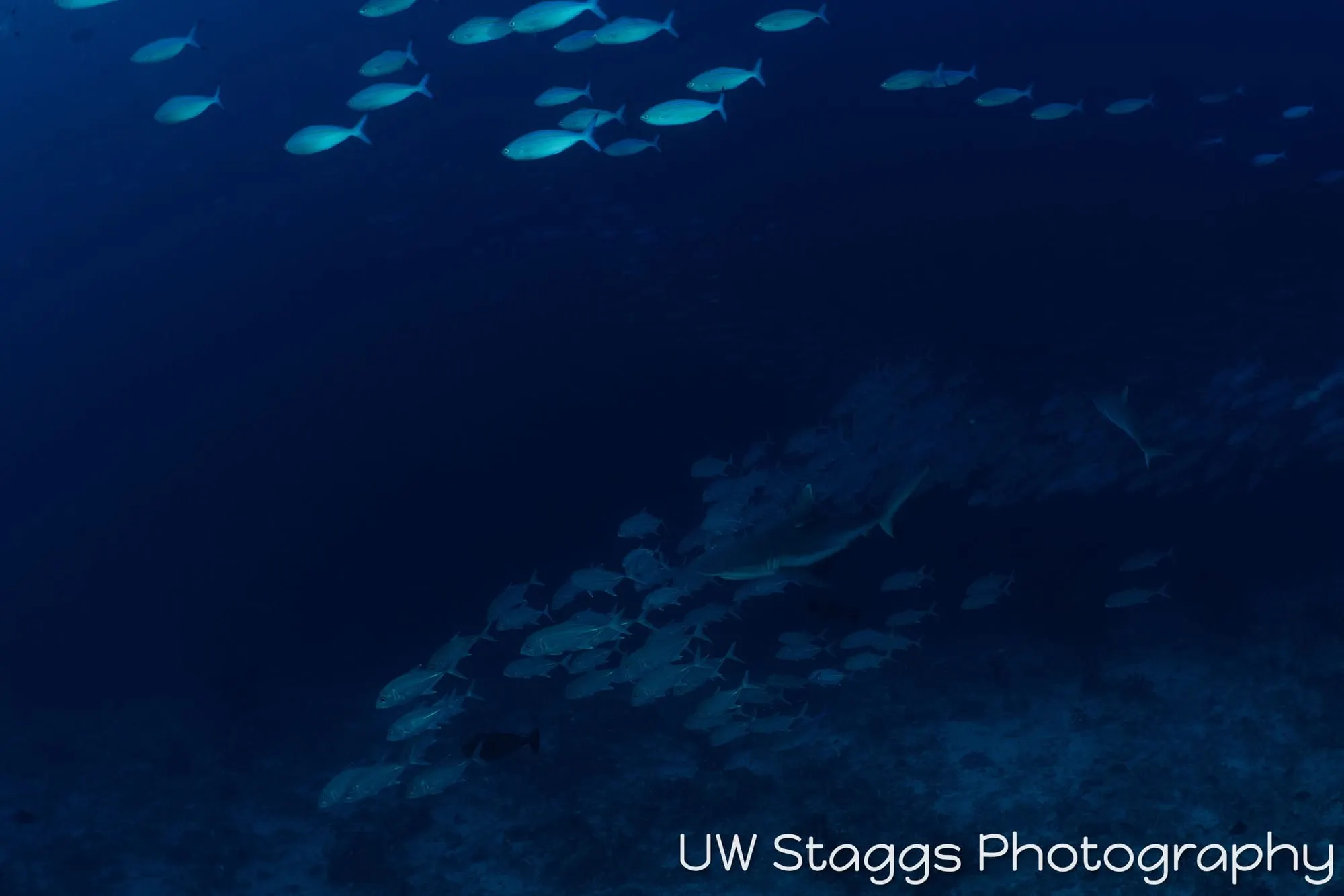 Reef Scene — Central Atolls, Maldives