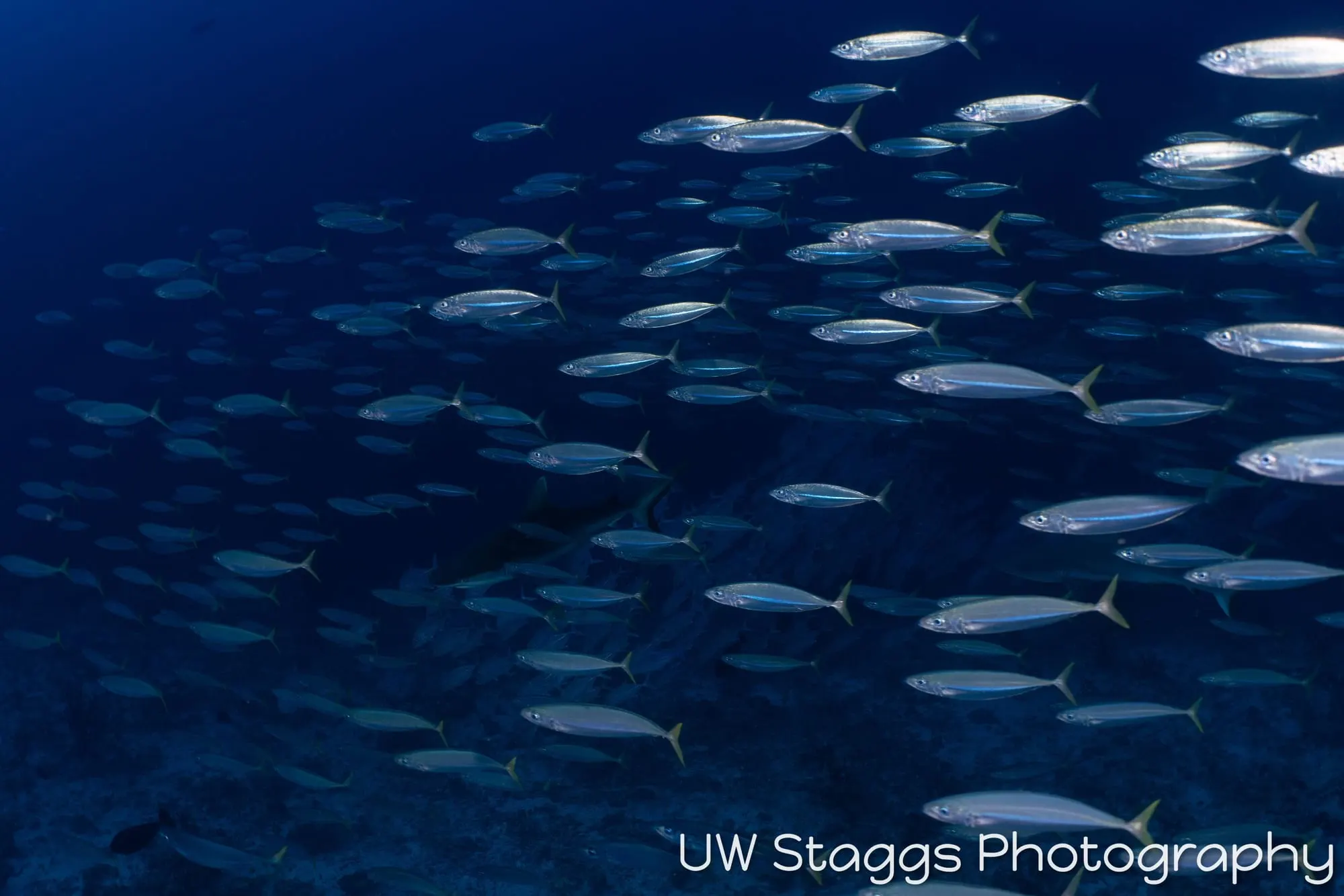 Reef Scene — Central Atolls, Maldives