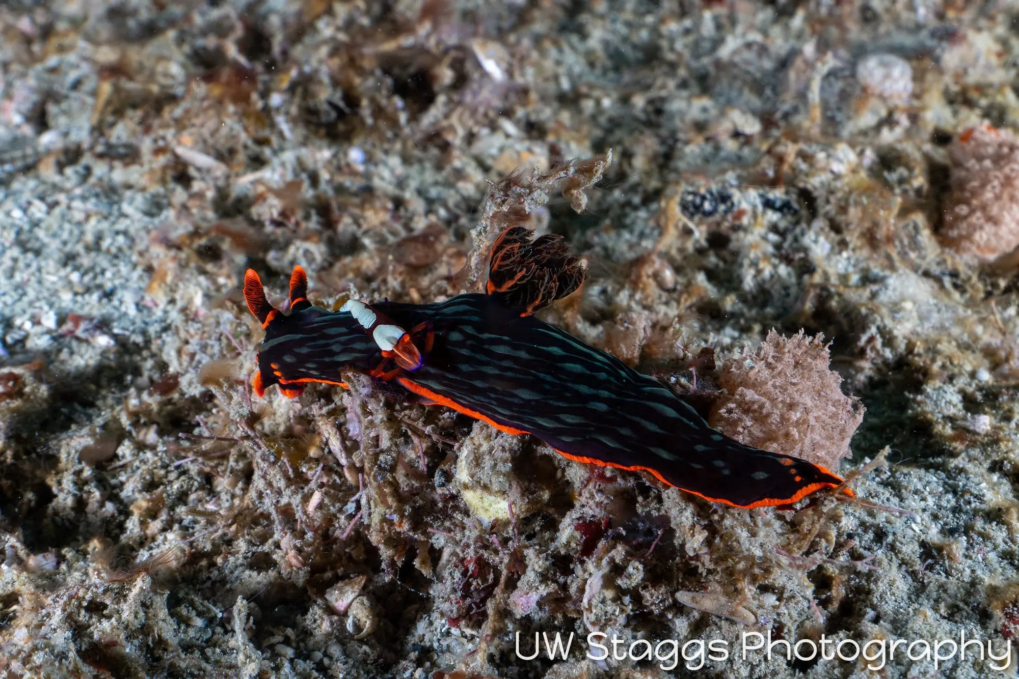 Reef Scene — Puerto Galera, Philippines