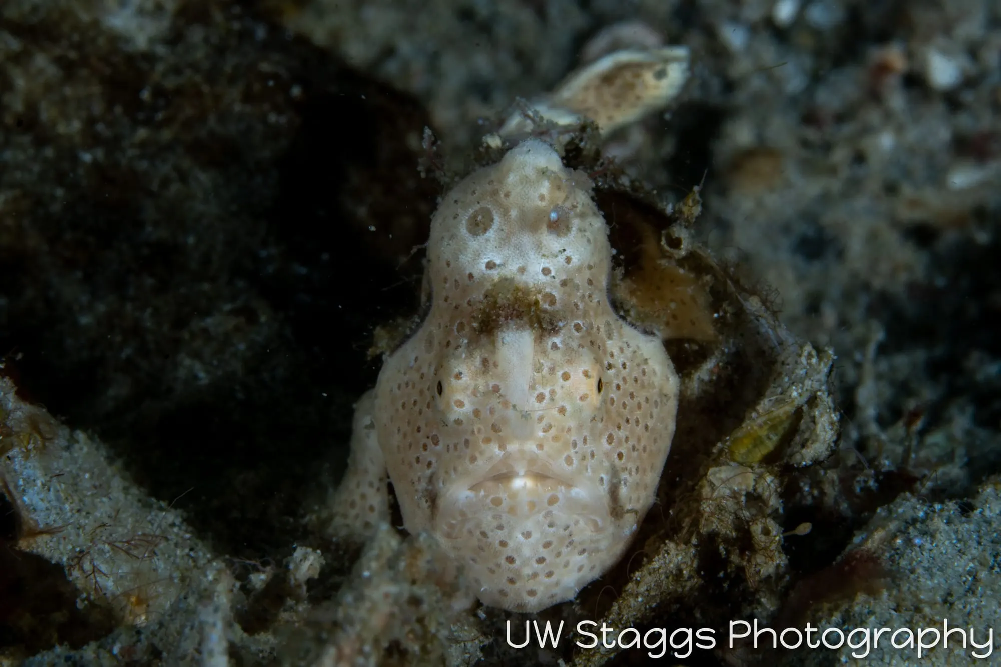 Reef Scene — Puerto Galera, Philippines